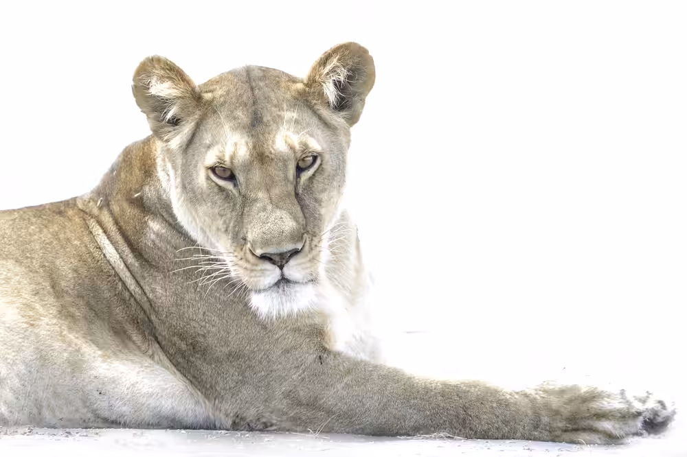 Lioness