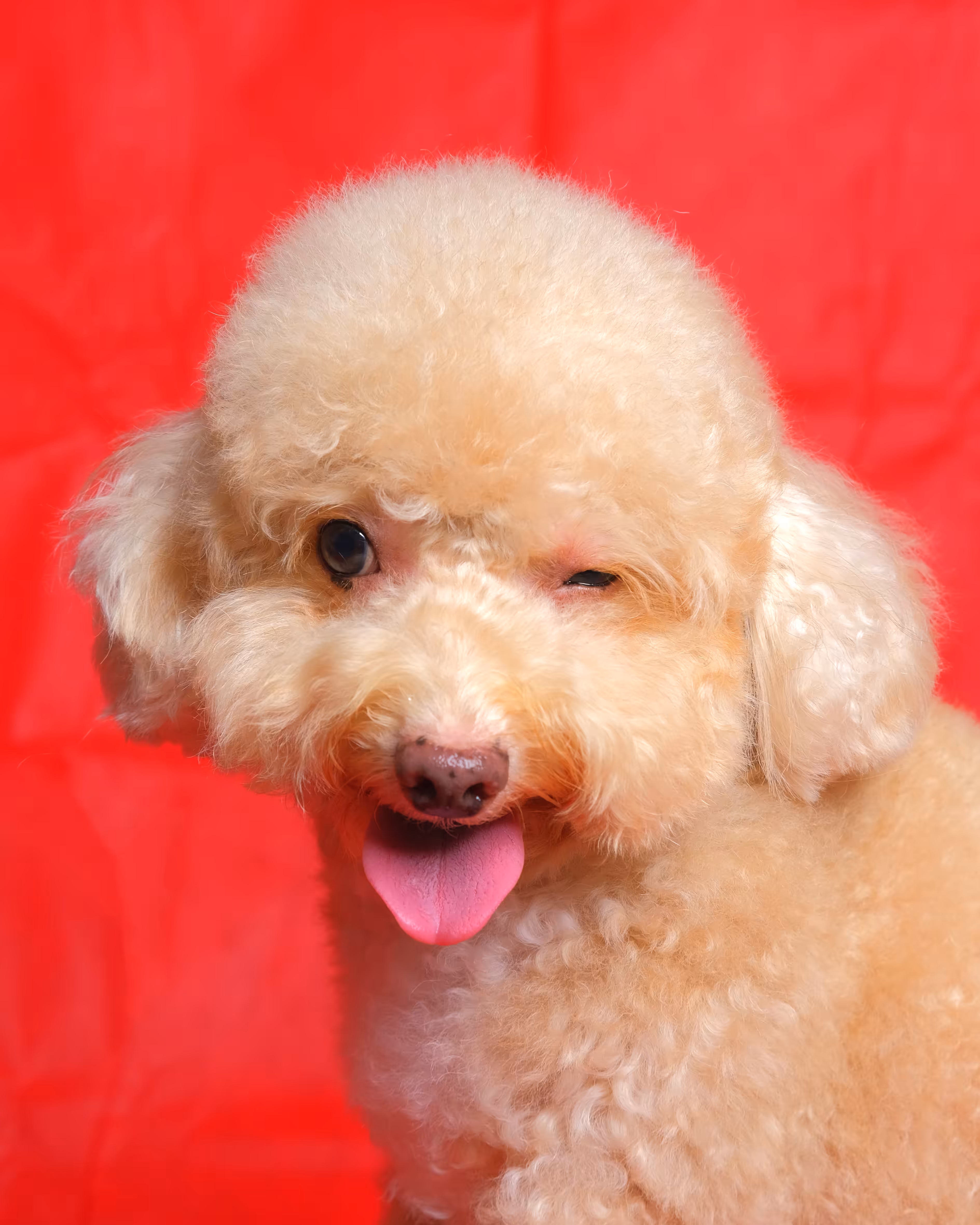 Winking Poodle