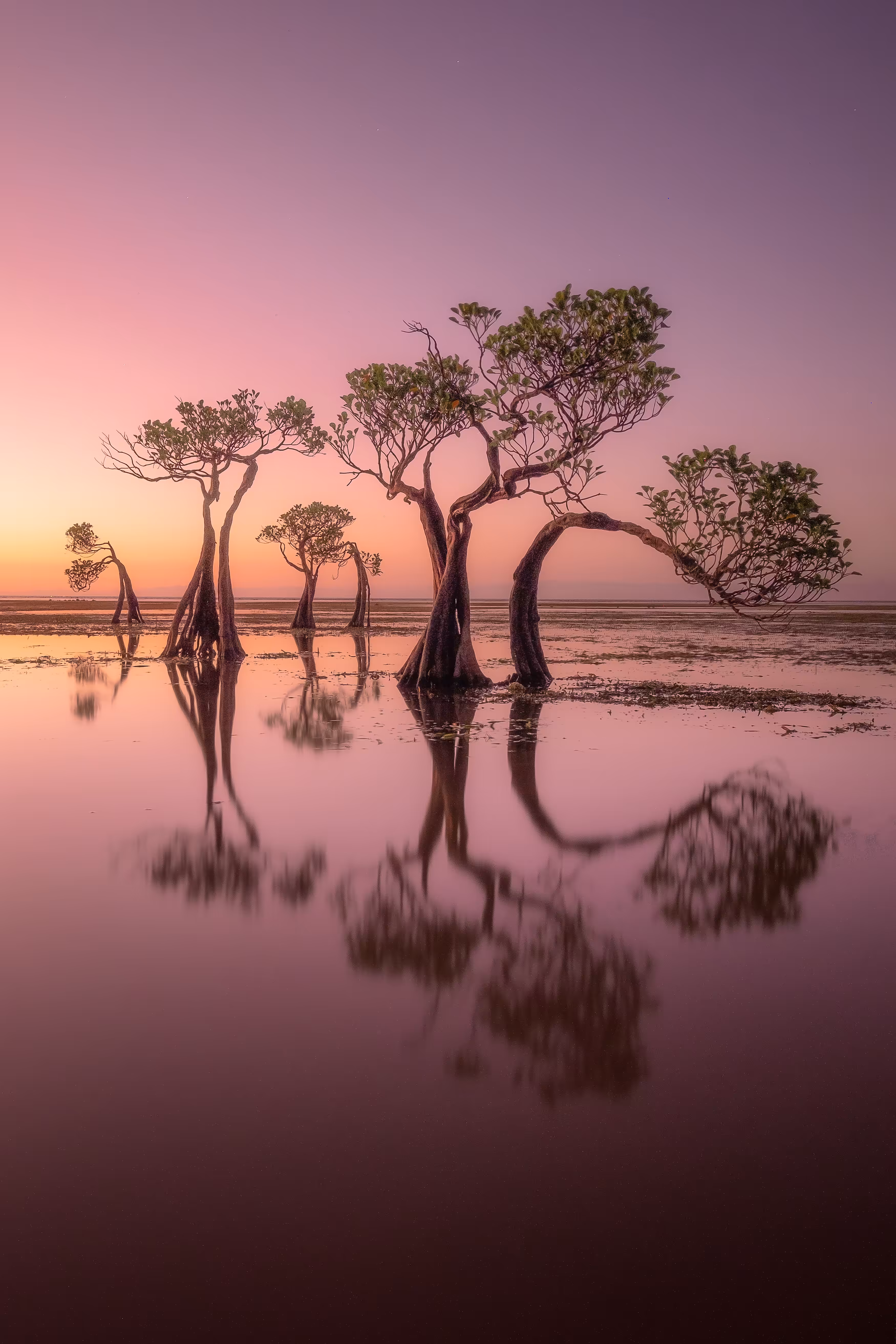 'Dancing Trees - The Family'