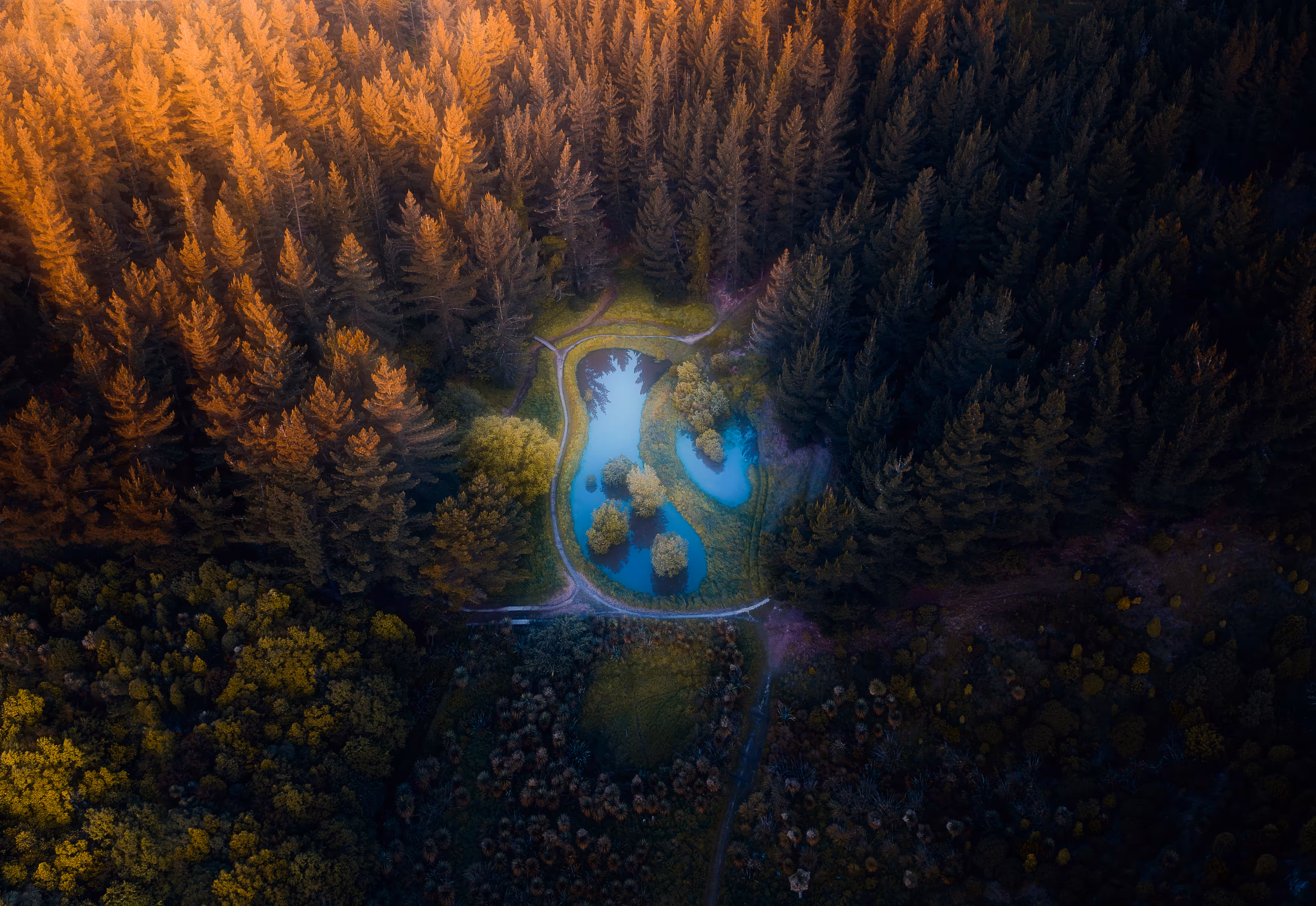 Oasis