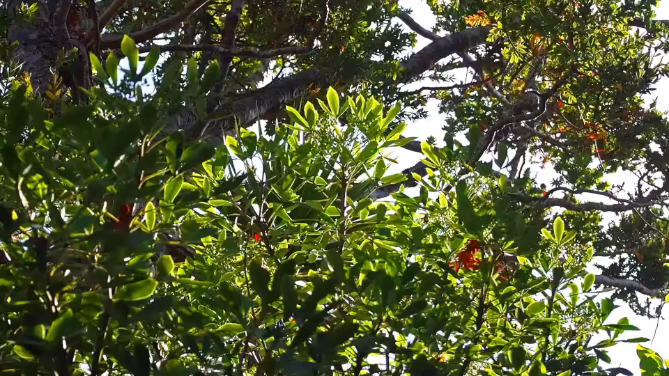 Tree DataMosh 7
