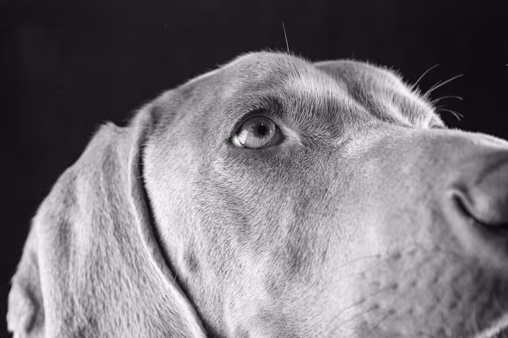 Weimaraner Close Up of Face and Focussed on Eyes (Black + White)