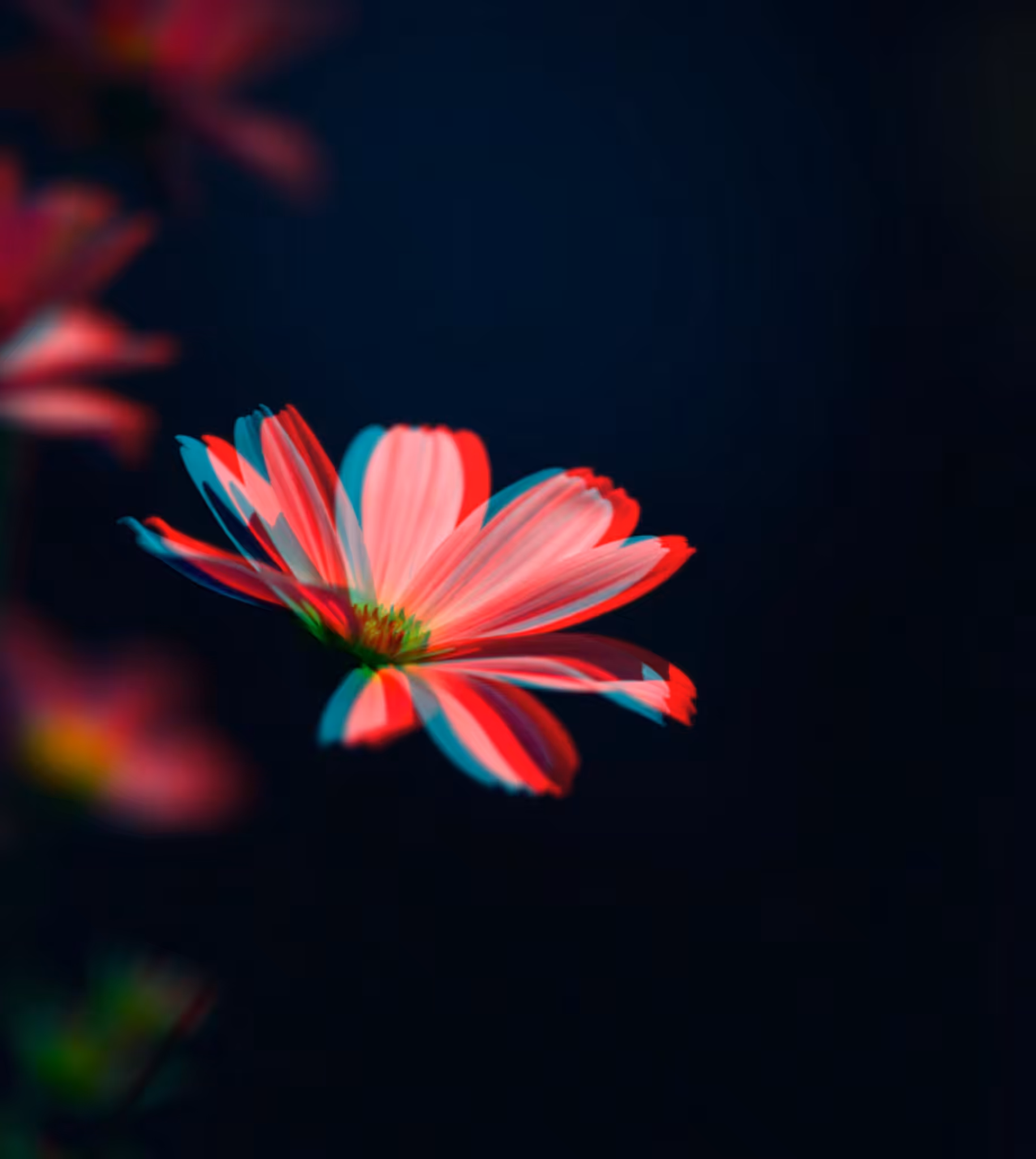 Phantom Blossom