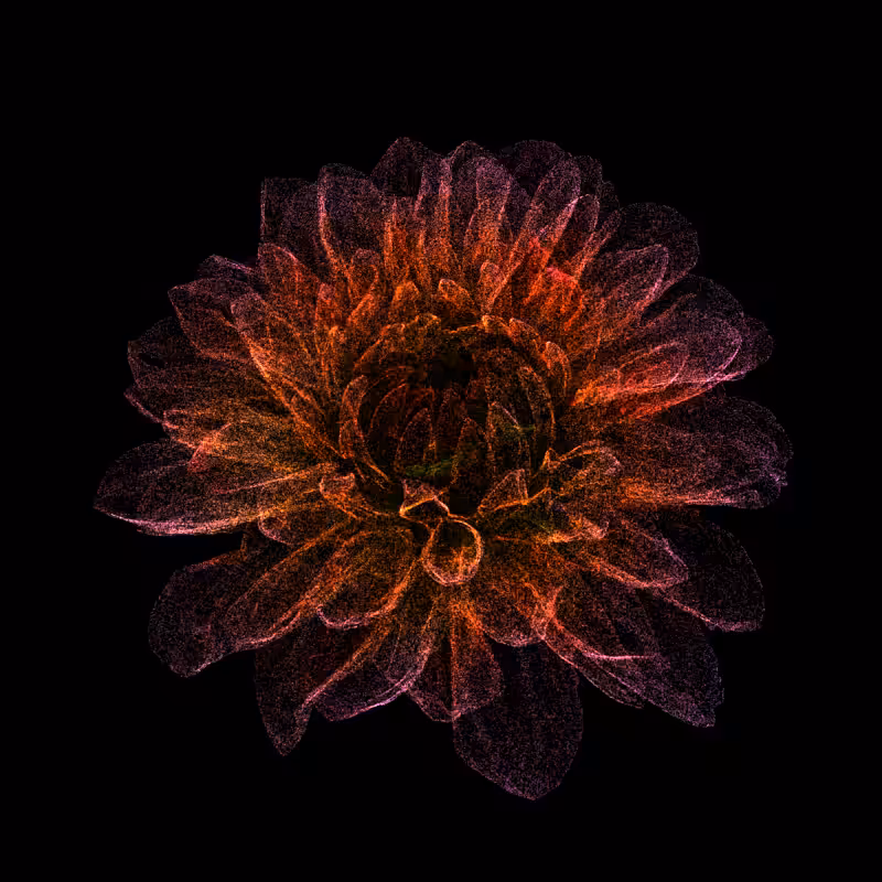 Dahlia Pinnata 30 #112