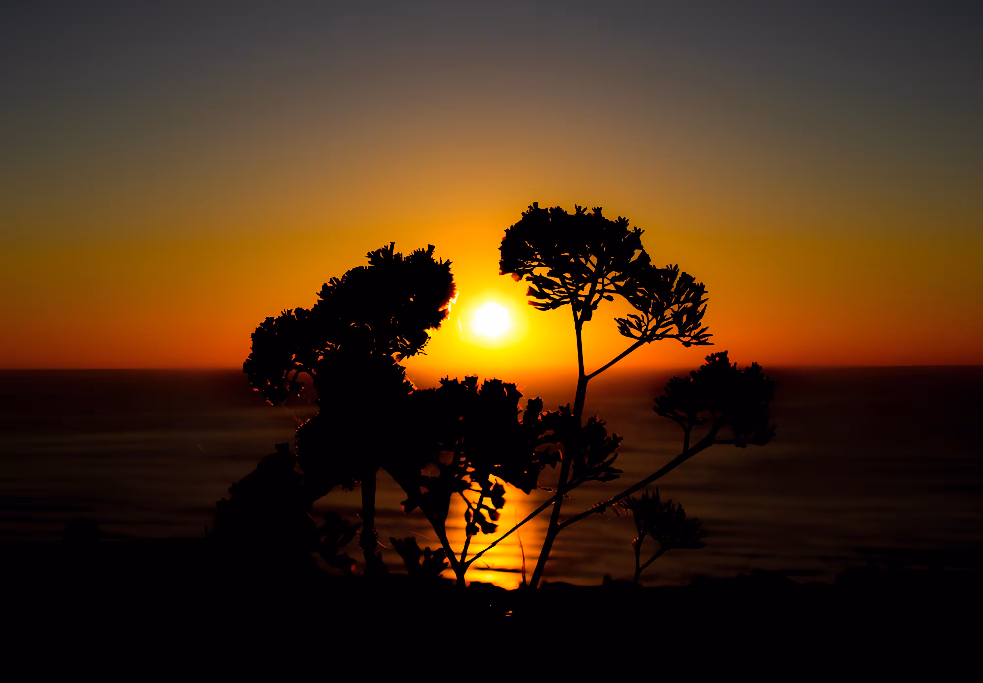Sunset Blossom