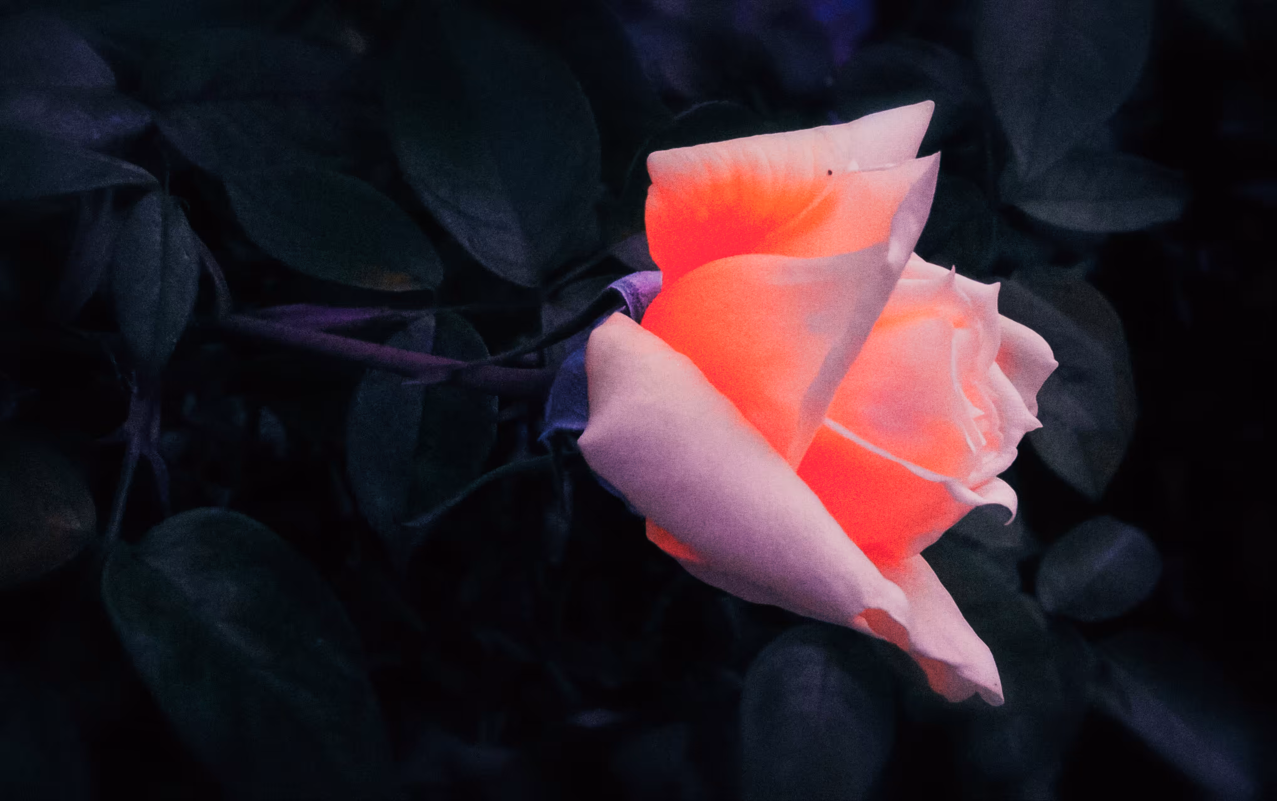 Pink Glow
