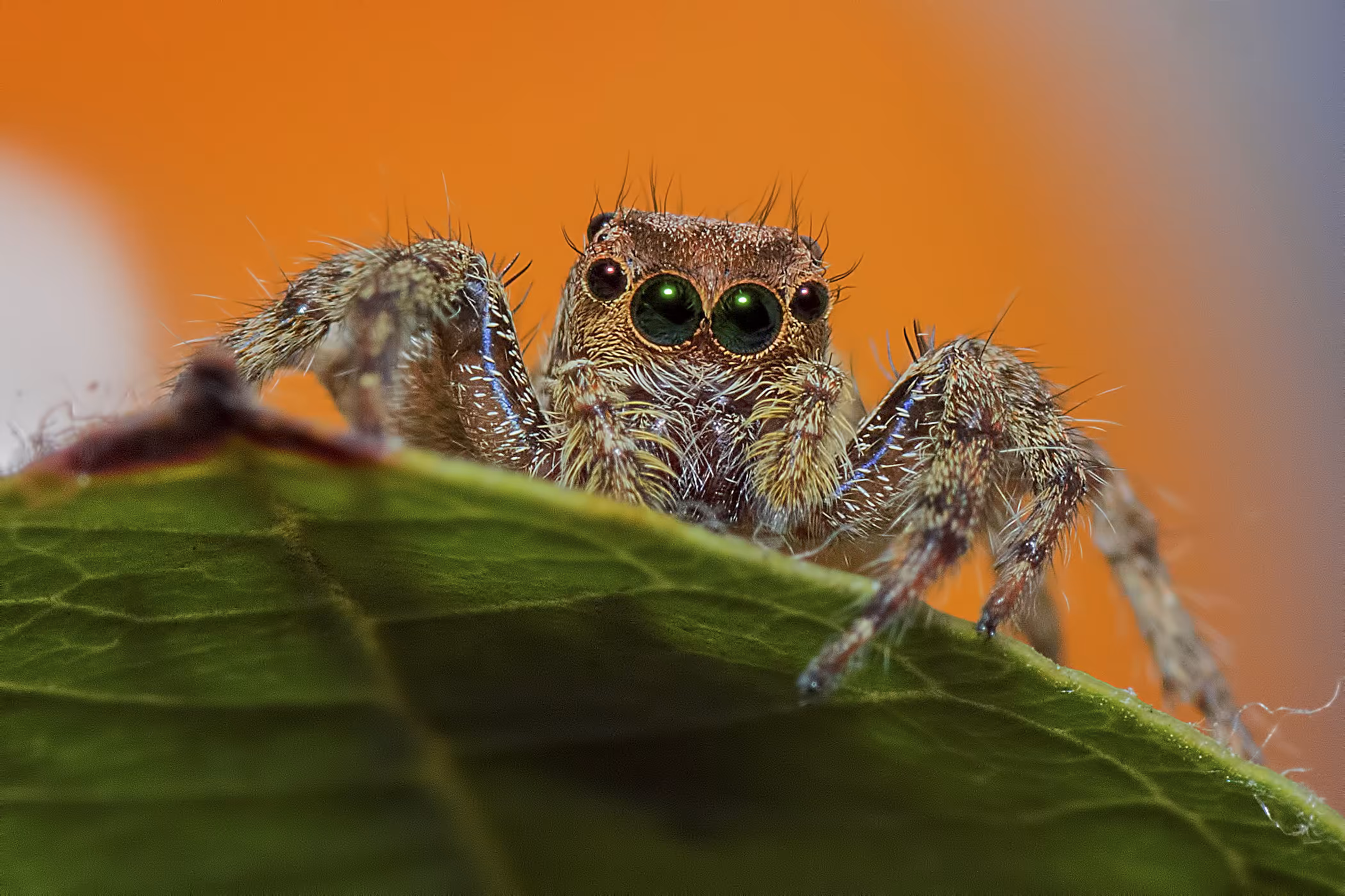 Peek-a-boo