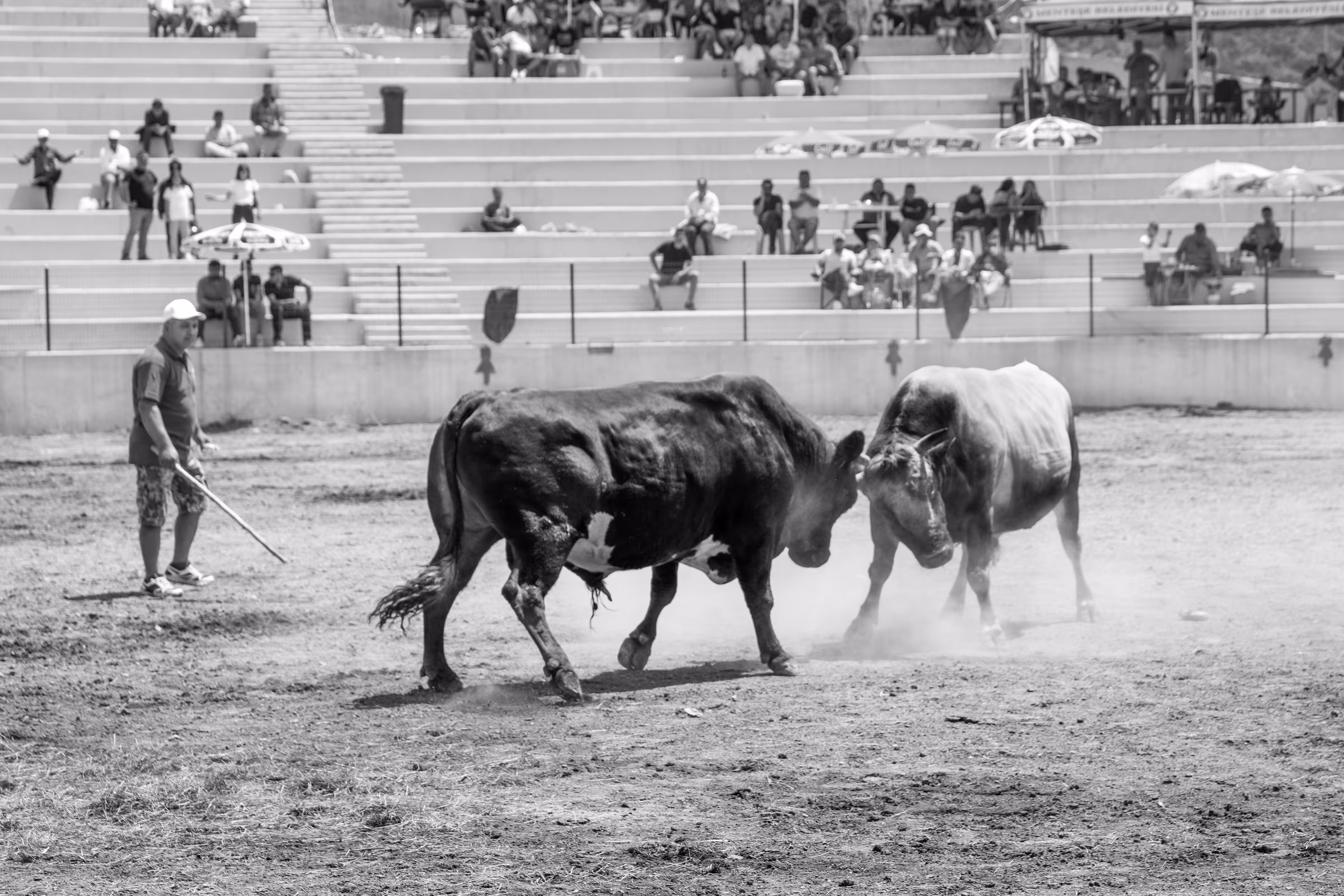 War of the Bulls