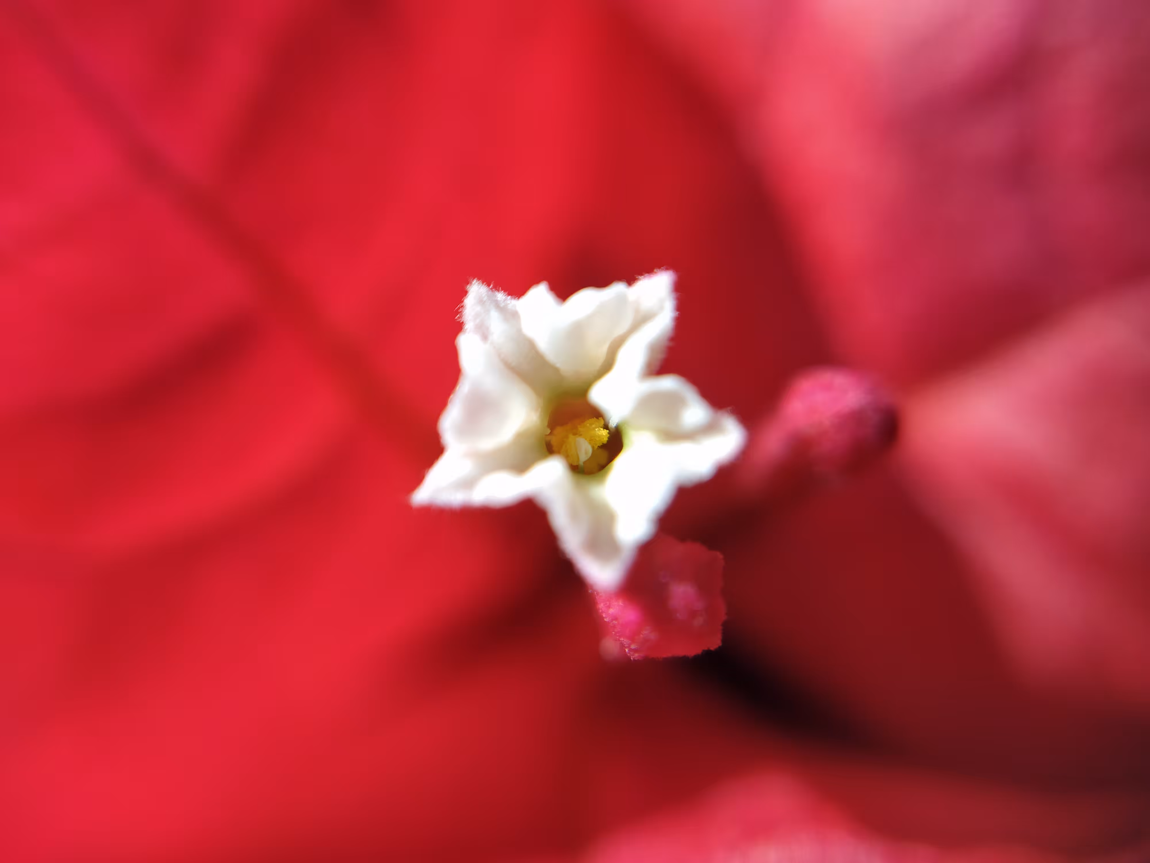 MicroNature #07