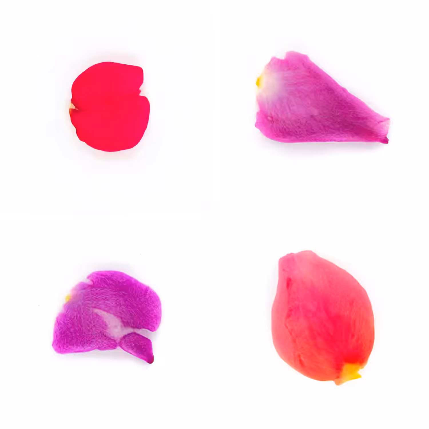 Infinite Petals 2x2#4177