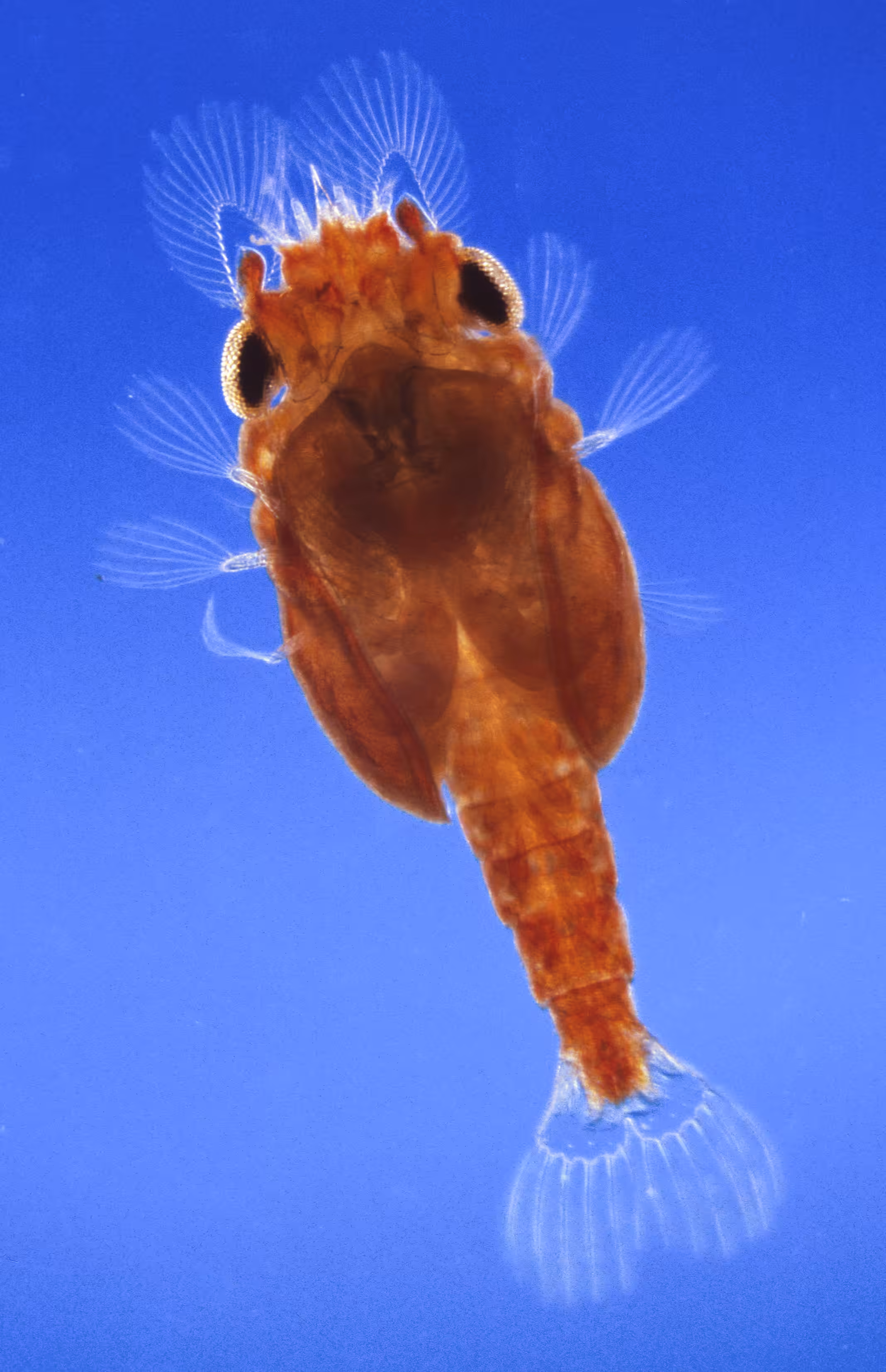 Invisible Oceans Founder's Collection: Invisible Oceans #22: Caridae I