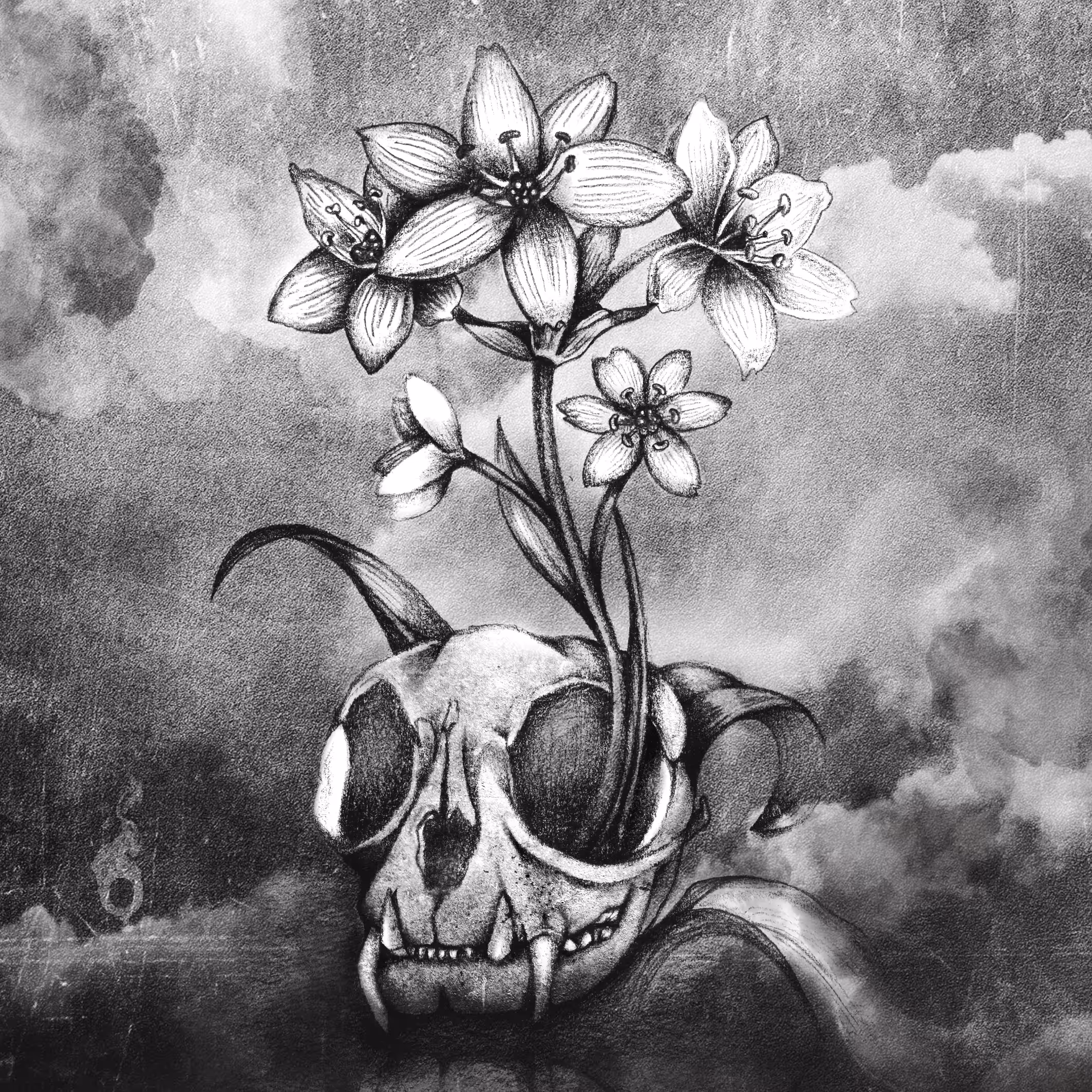 Ornithogalum