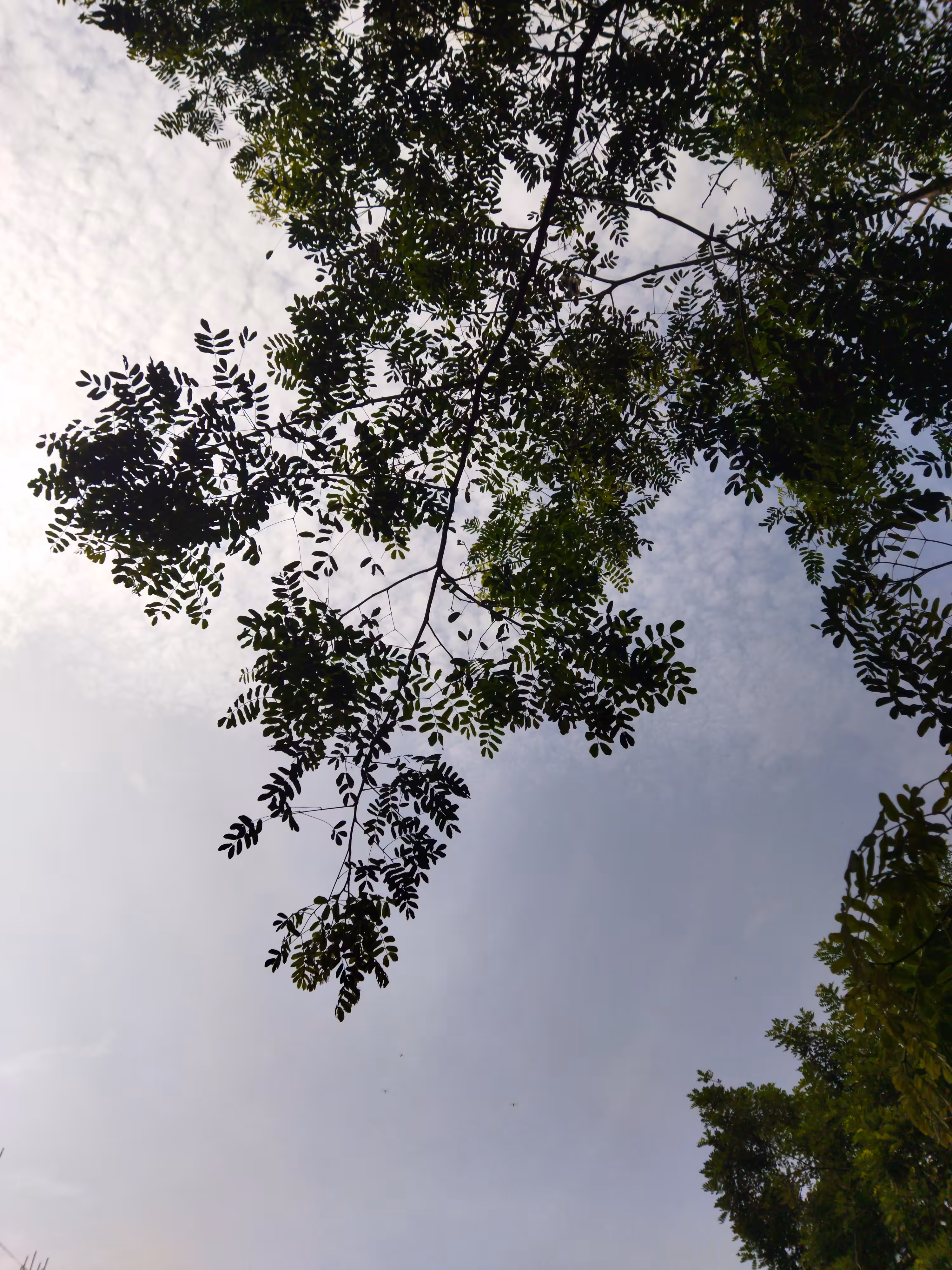 Soulful Sky 