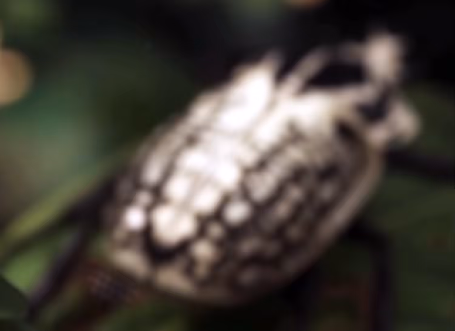 Creature 01 | Goliathus
