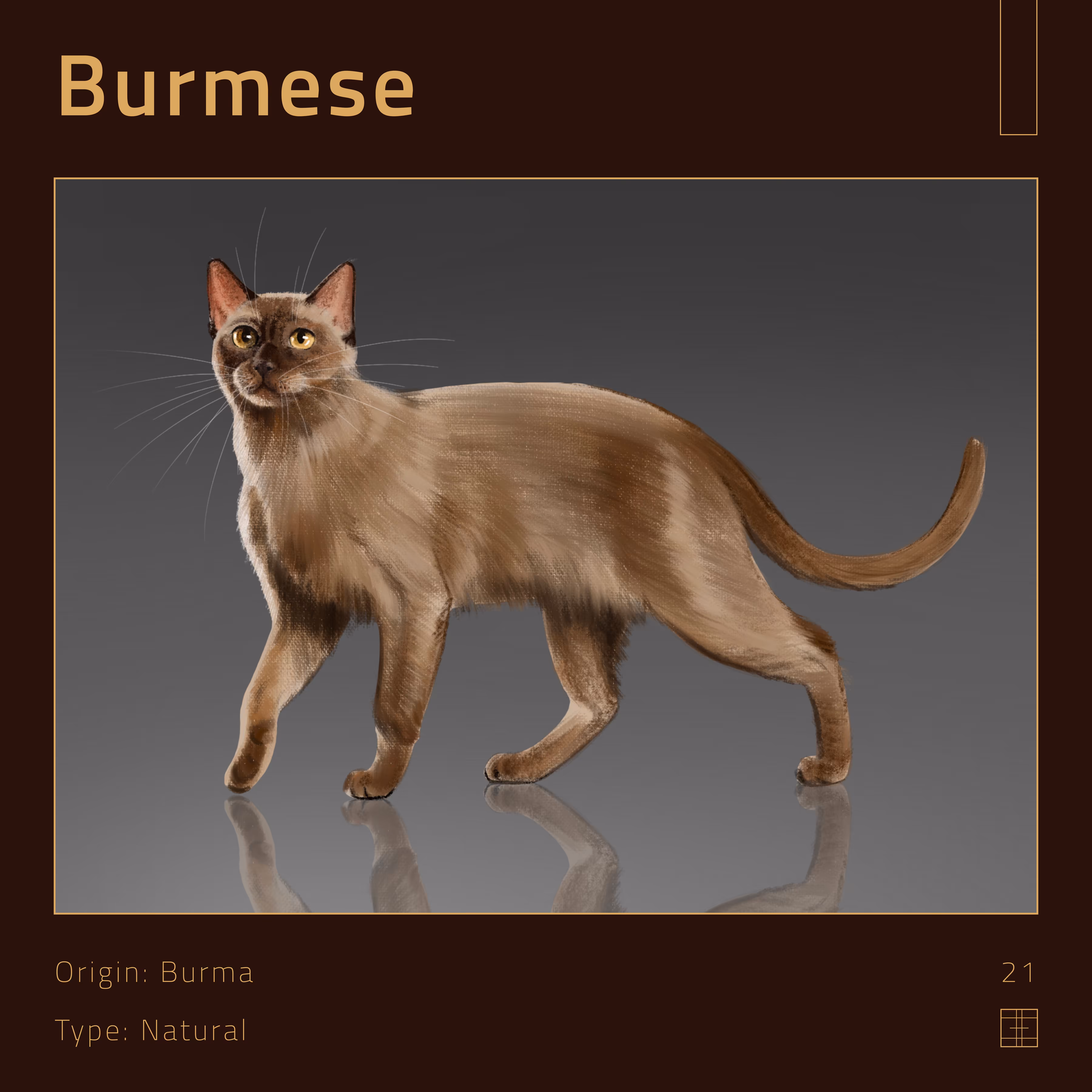 21 – Burmese cat