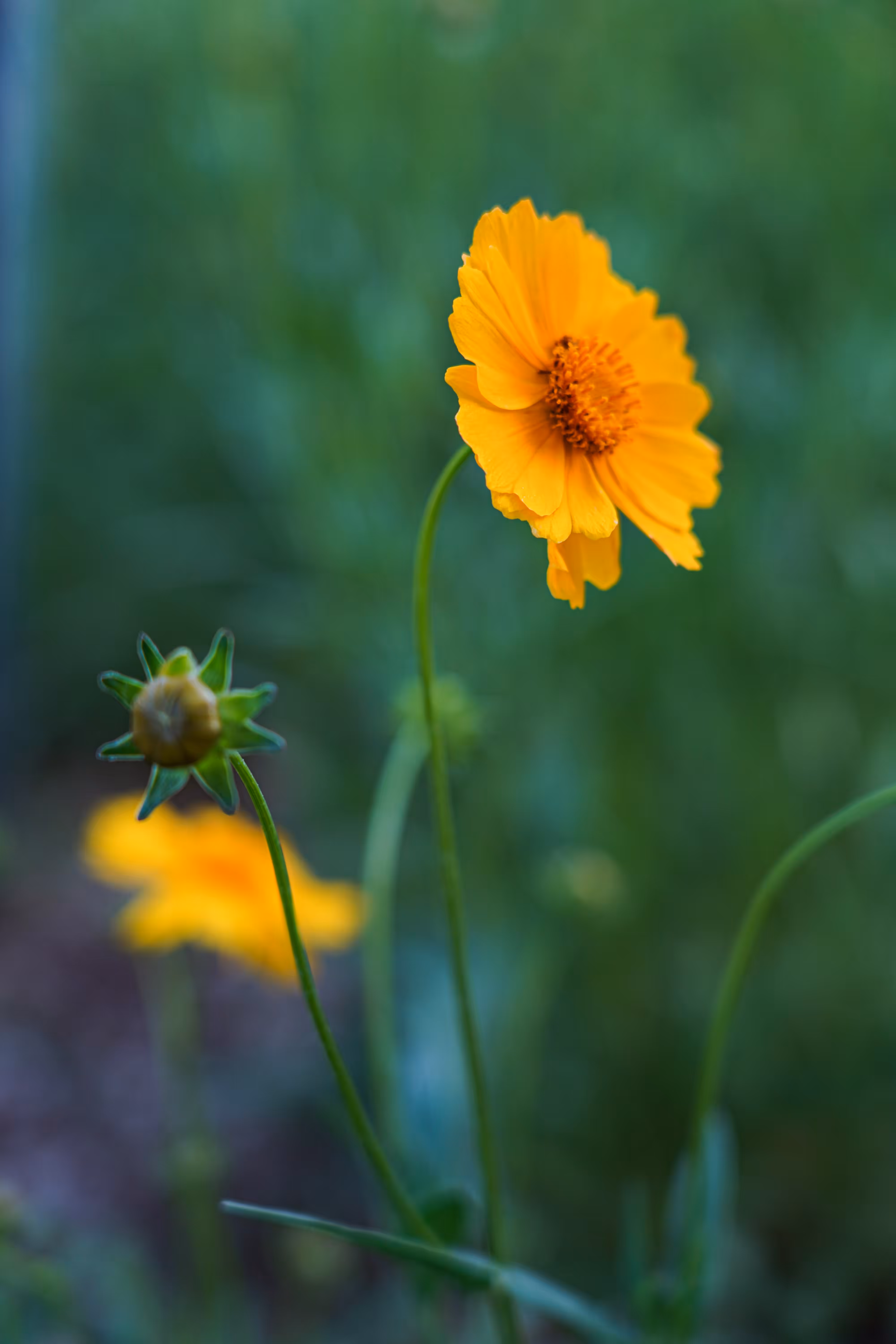 flowers: The Smile of the Sun