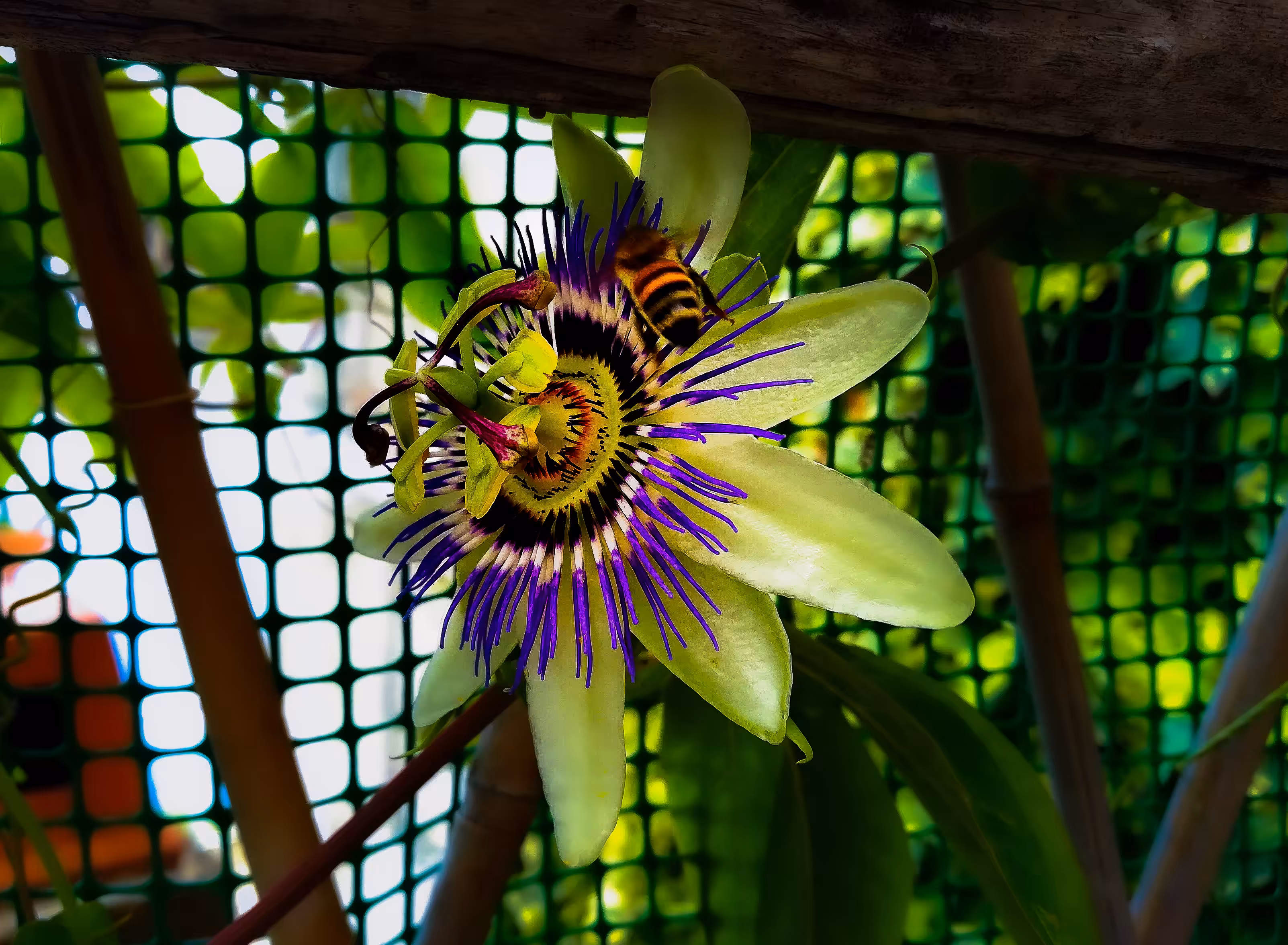 Flower and Bee