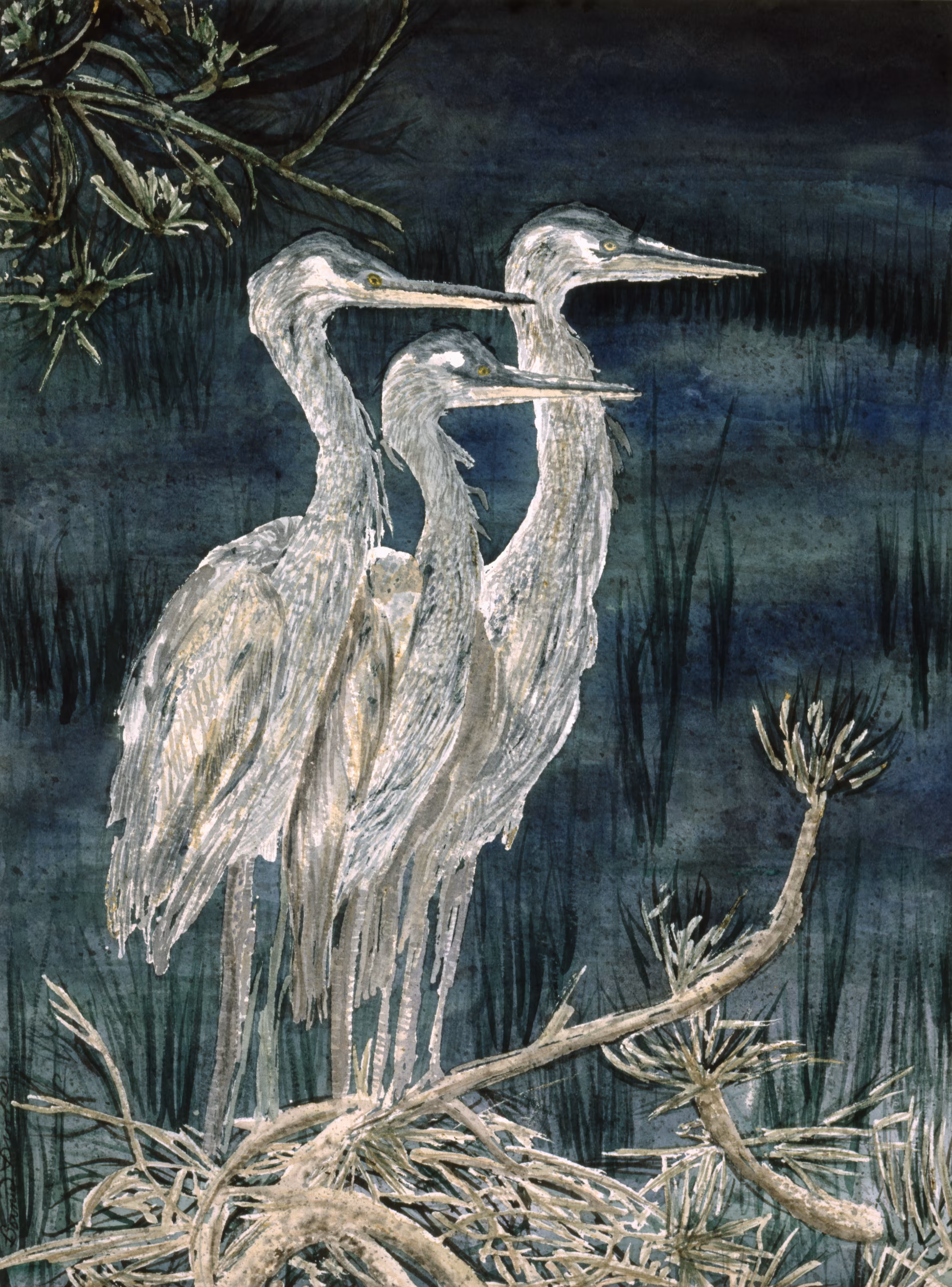 Heron Blues