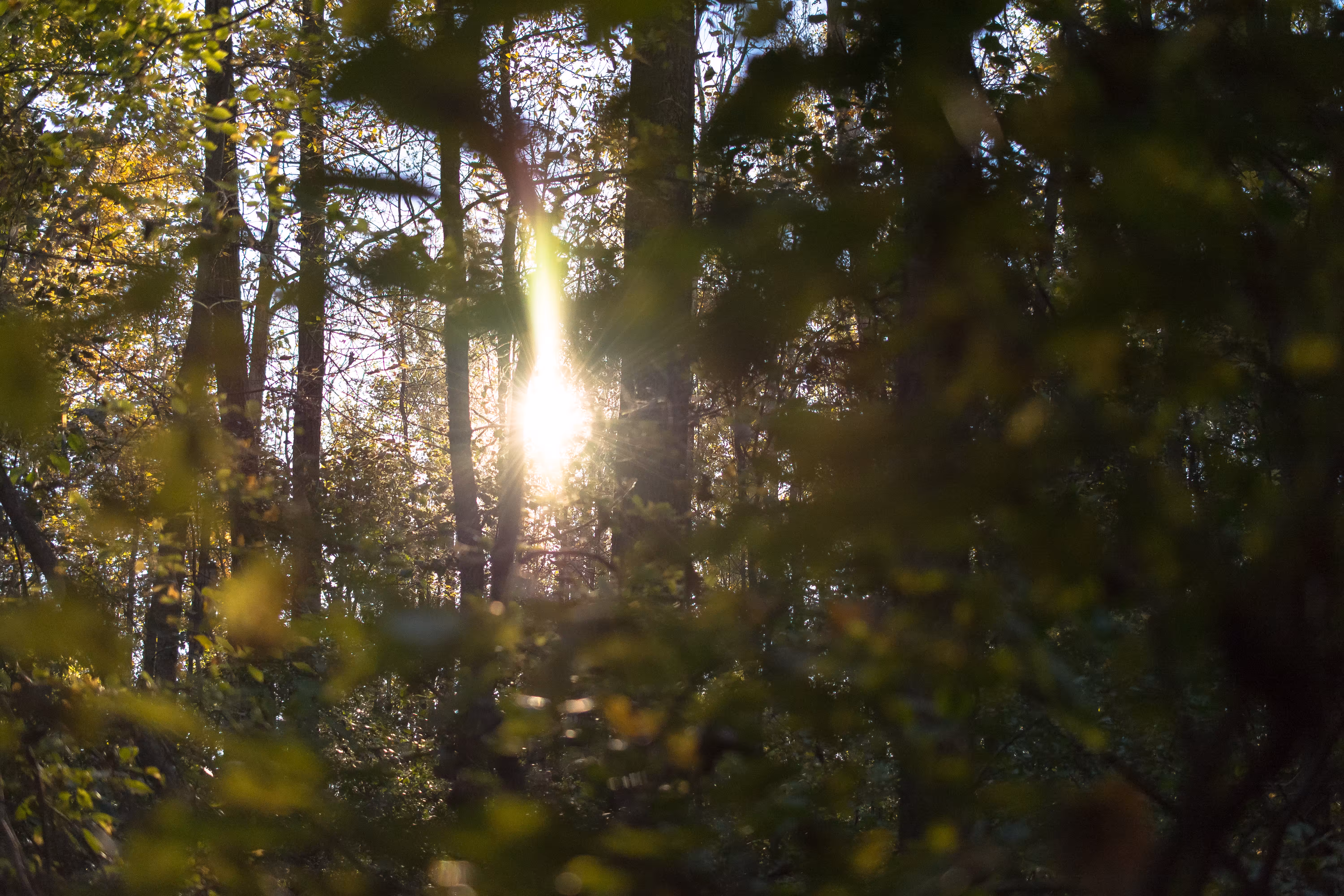 thru-the-trees