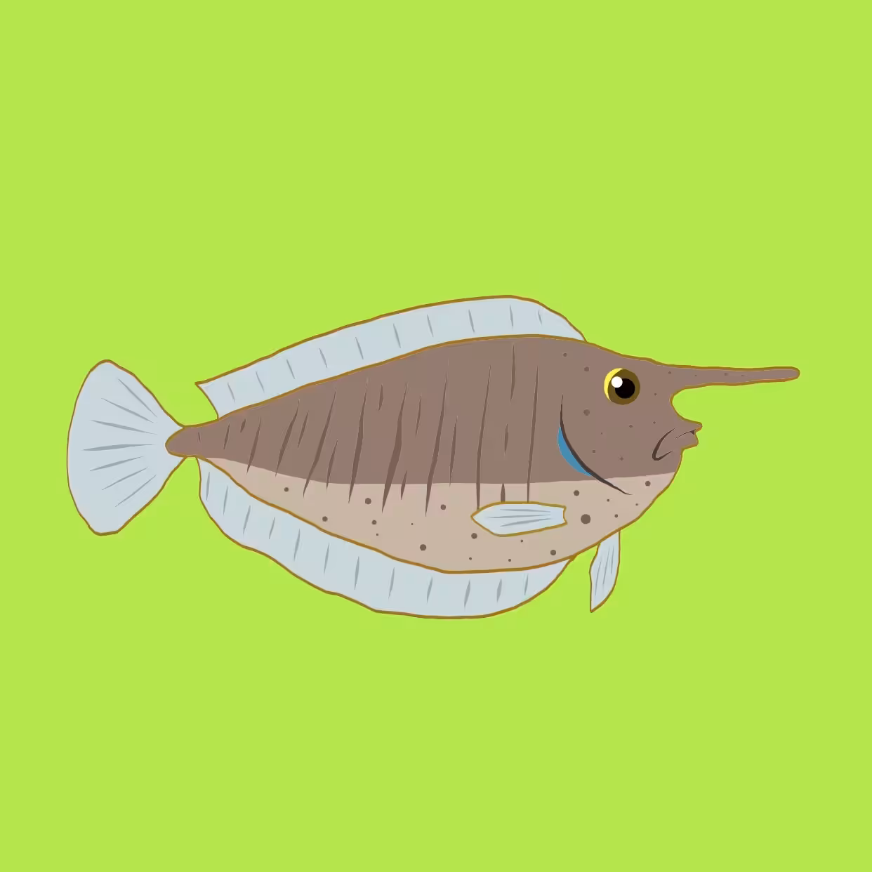 Rose the short-nosed unicornfish 