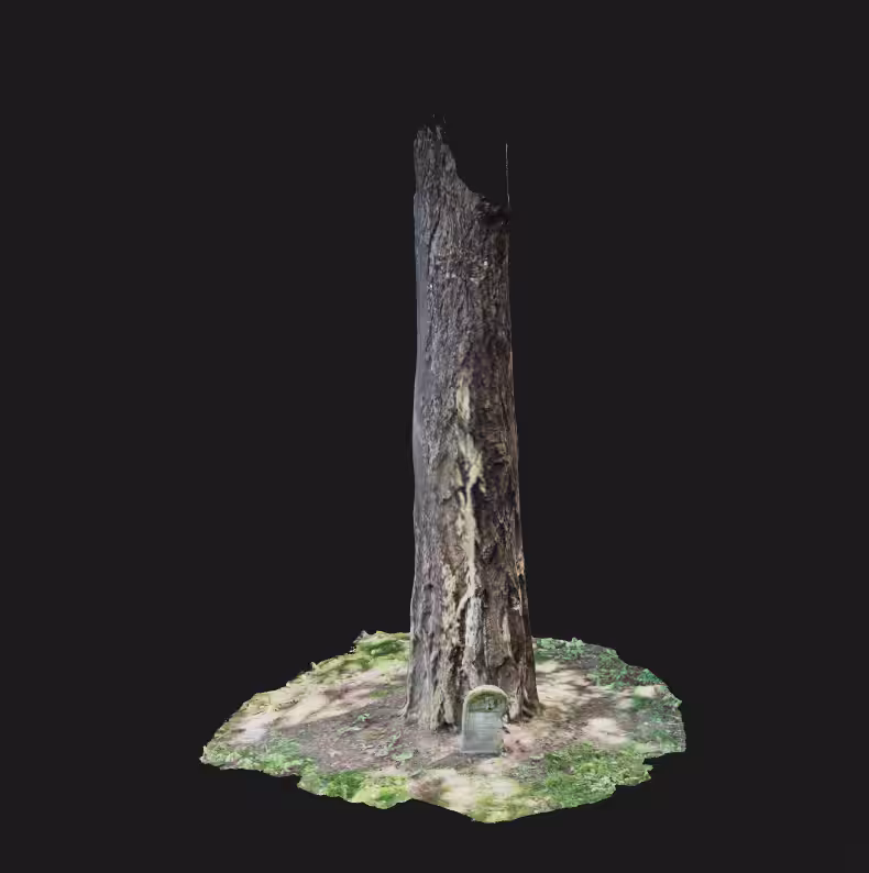 Lone Fir Tree 04