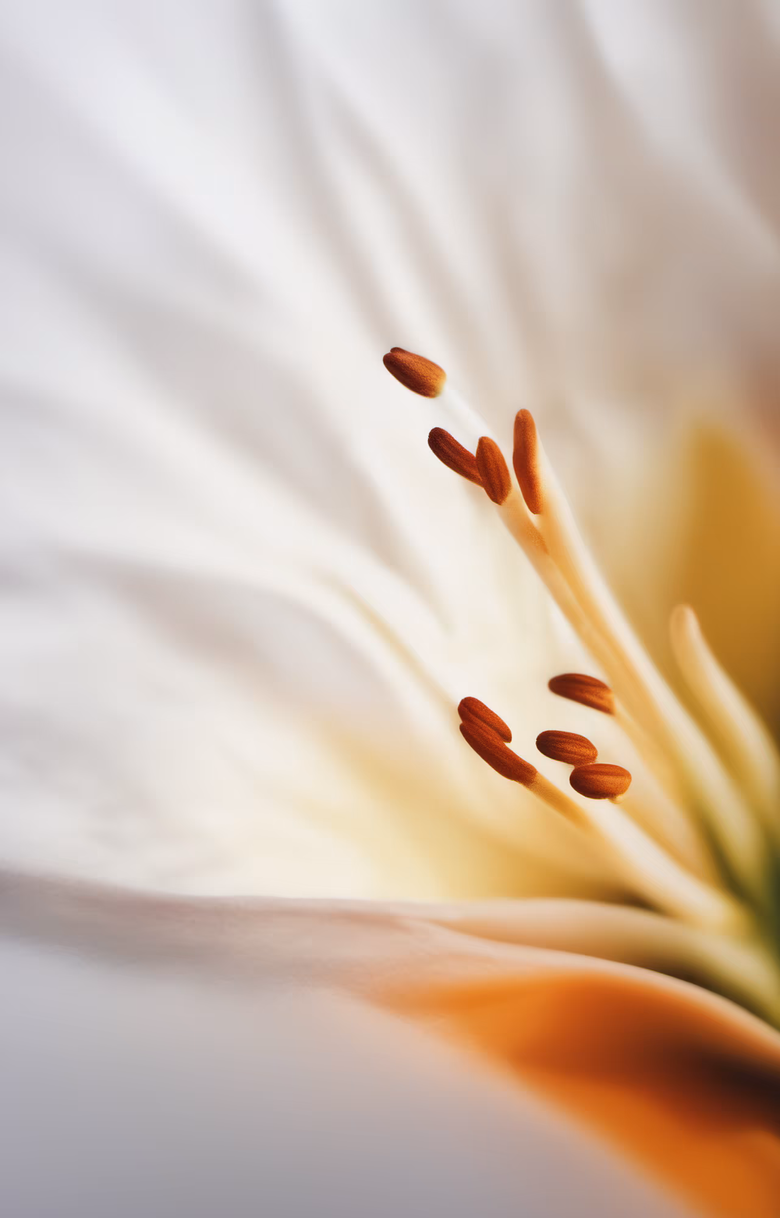 Rodeo posts: fleur 1.16