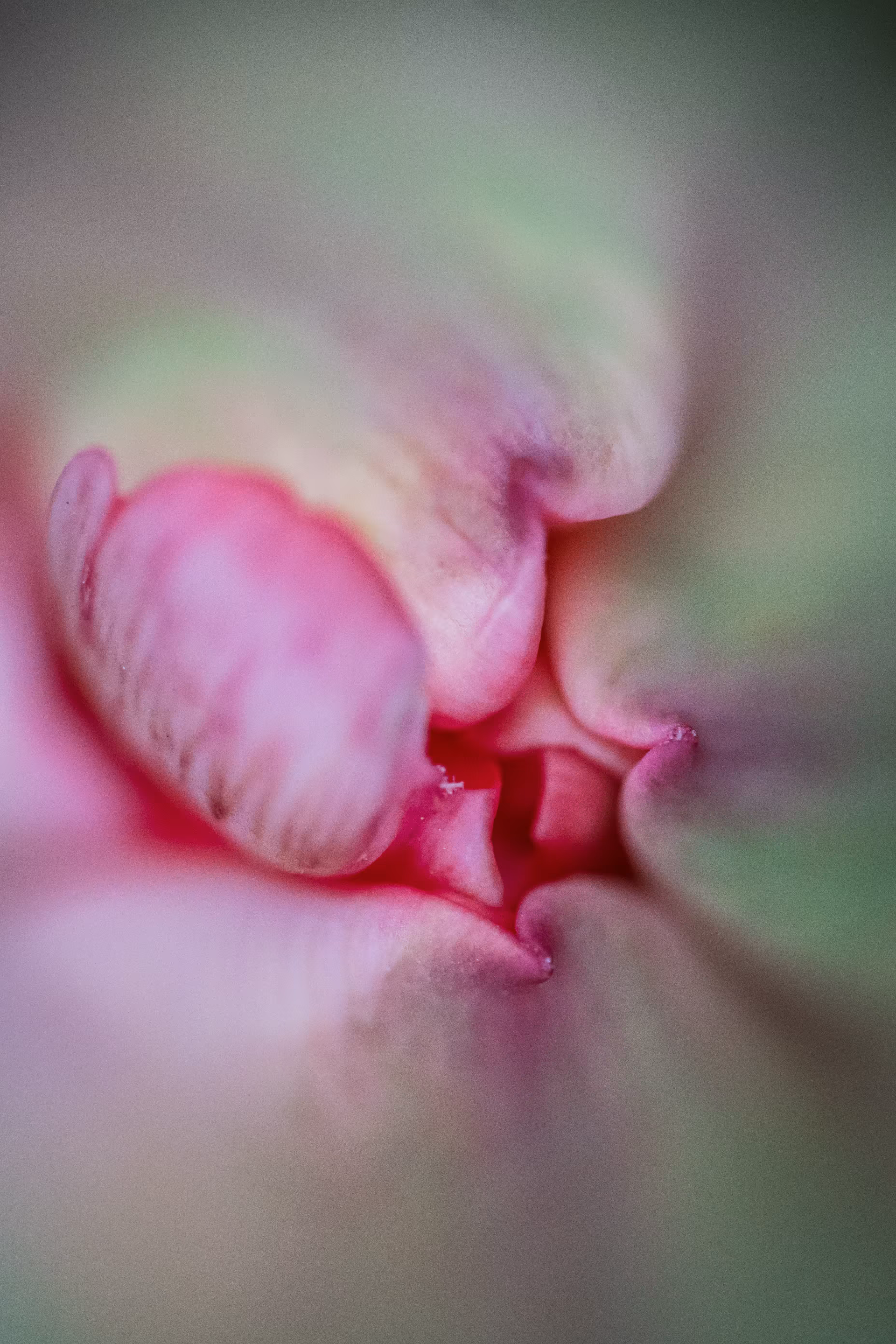 Pucker Up