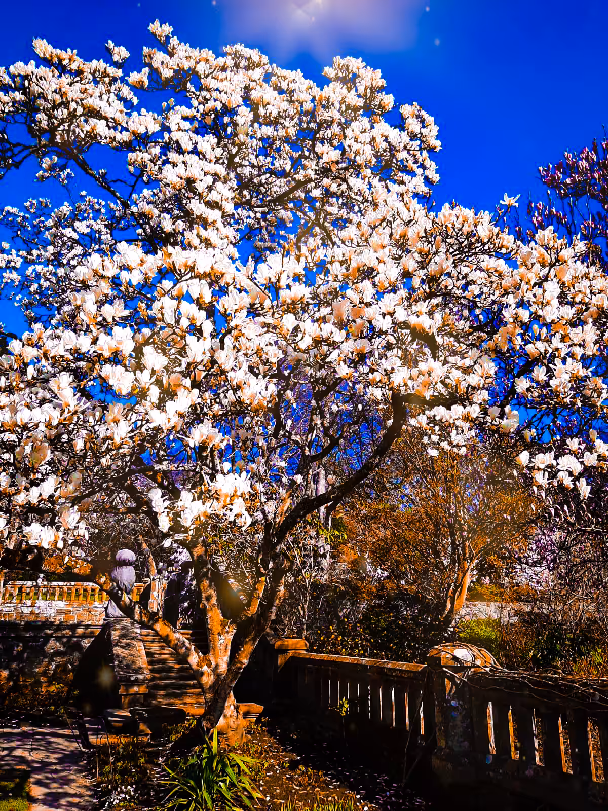 Blossoms