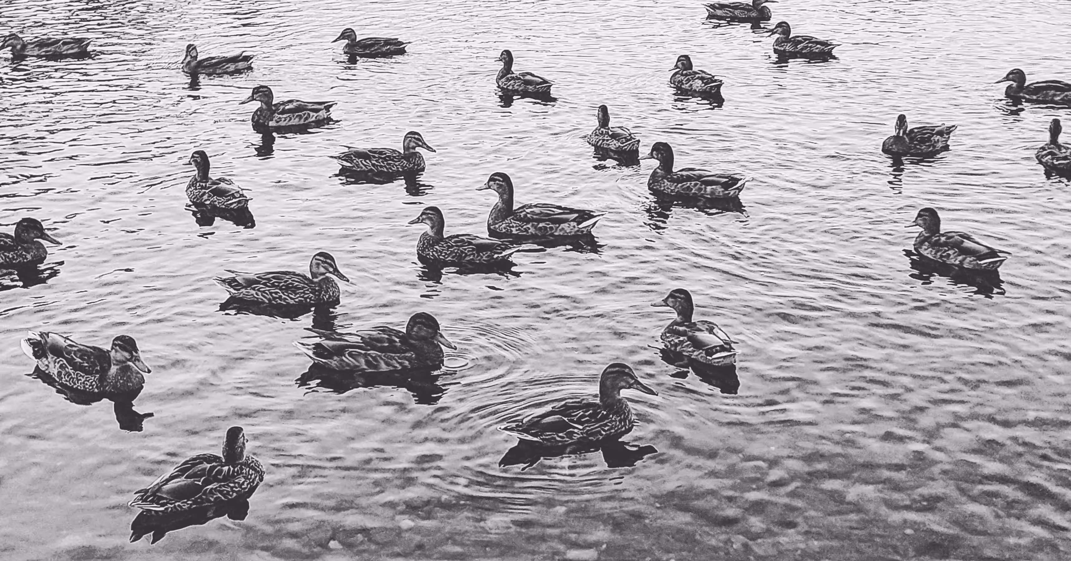Duck sea