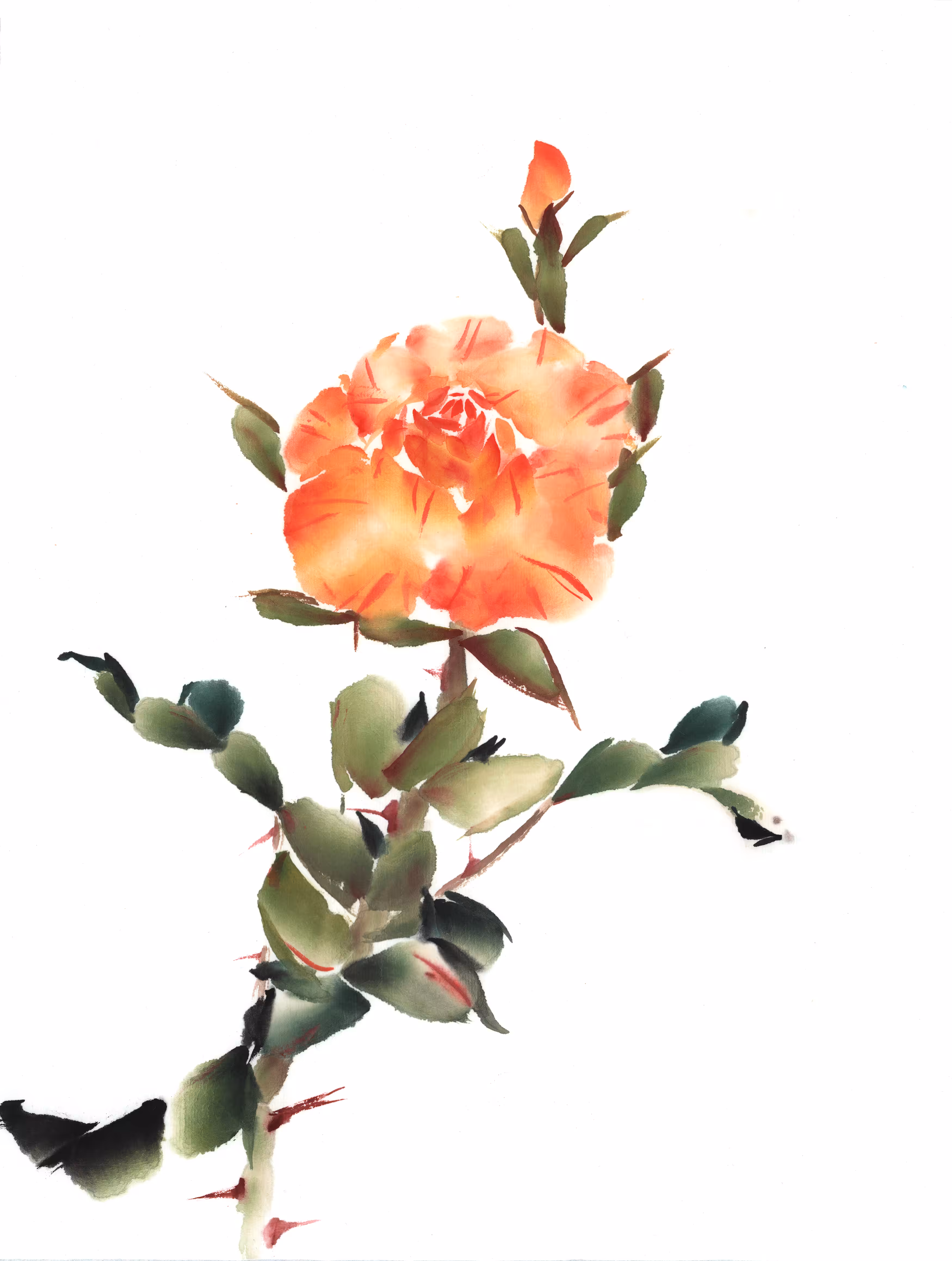 Peachy Rose