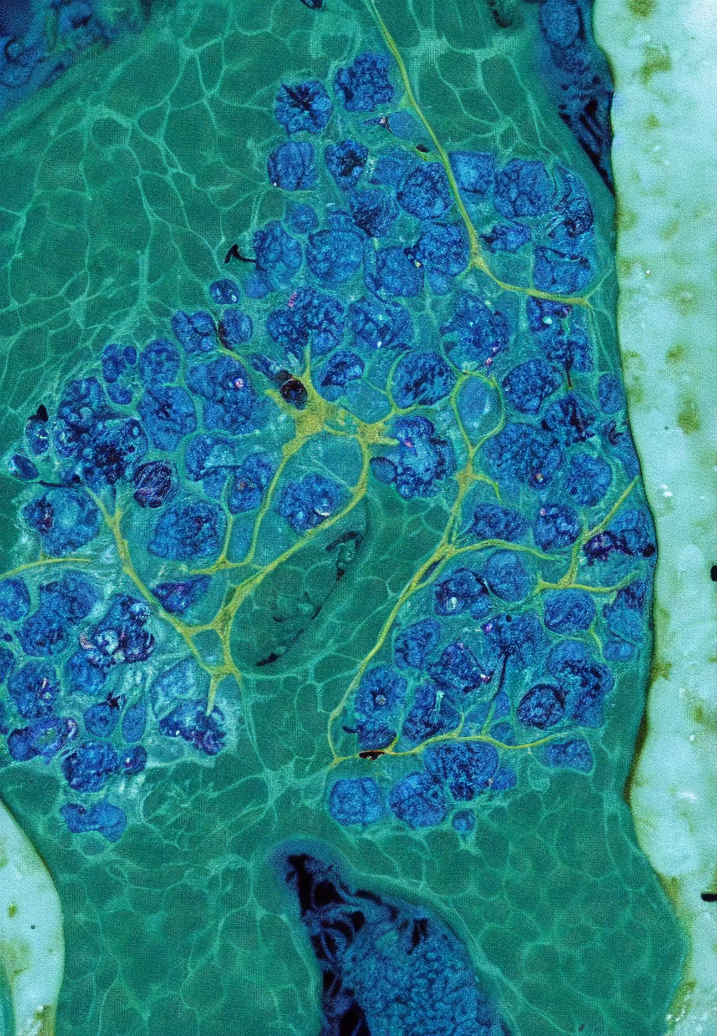 Histologia In Silico #272