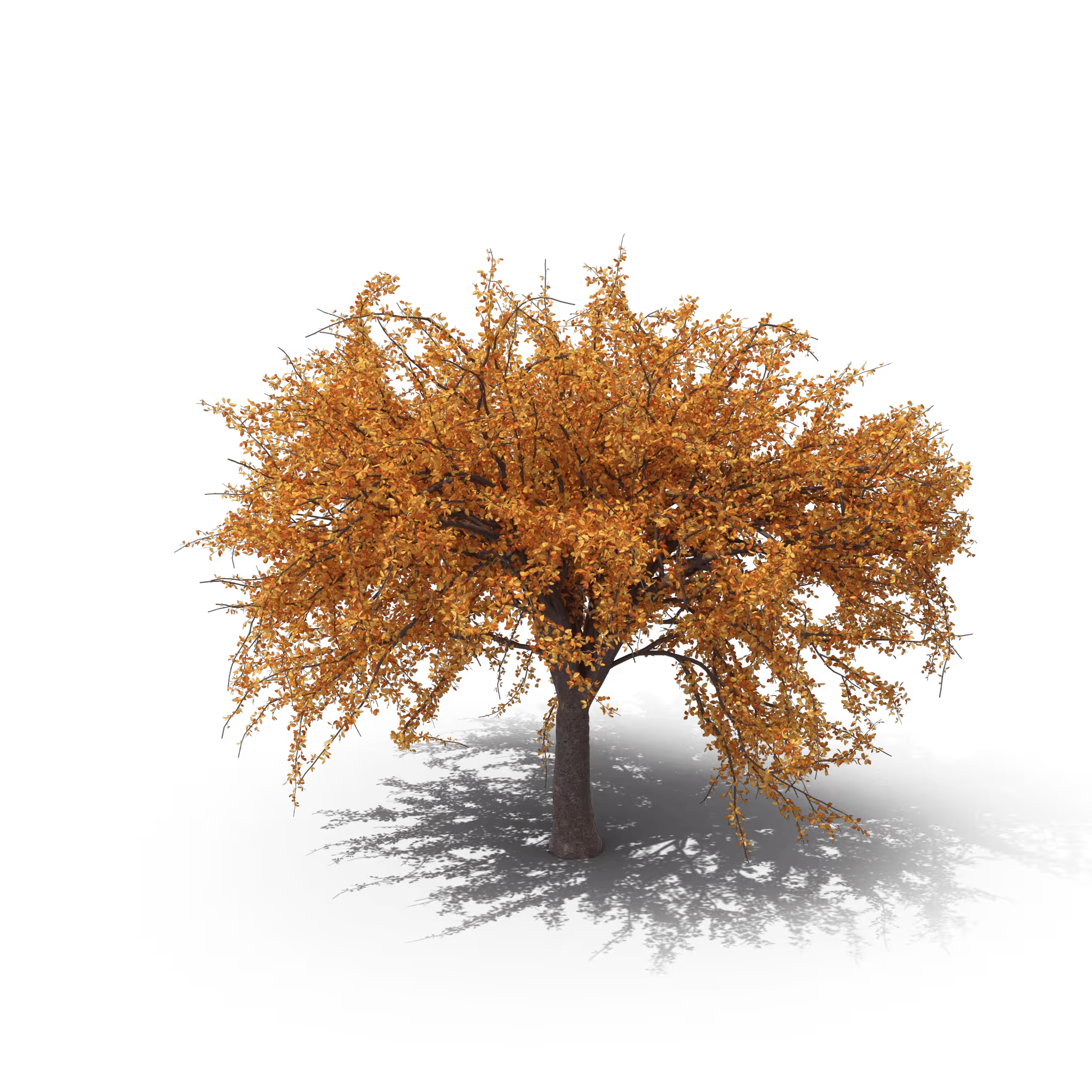 Your Tree I N5