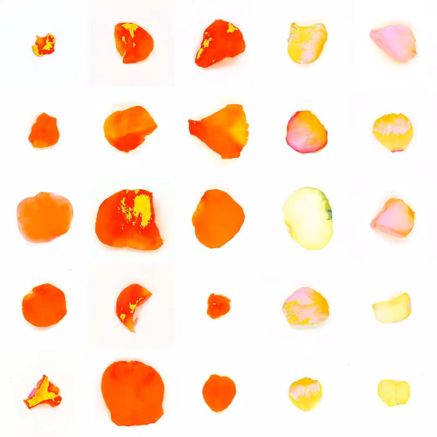 Infinite Petals 5x5#20026