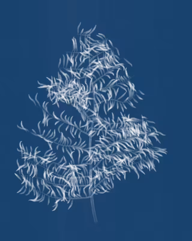 Cyanotypes #113