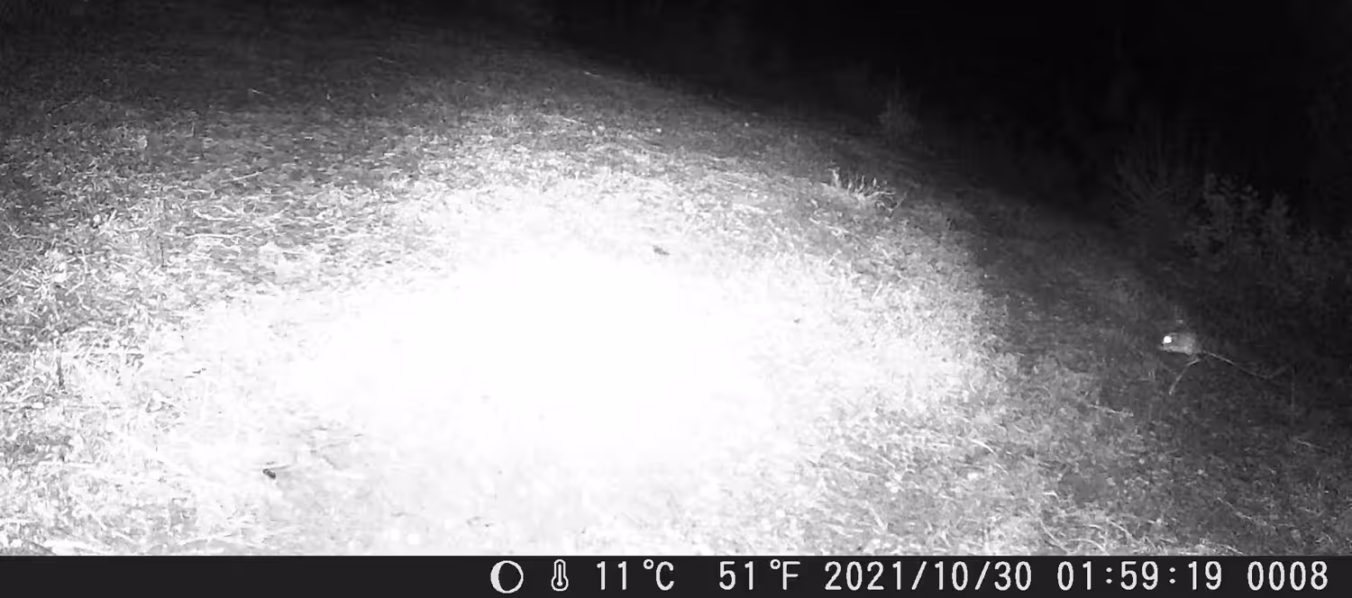 KANGAROO RAT 