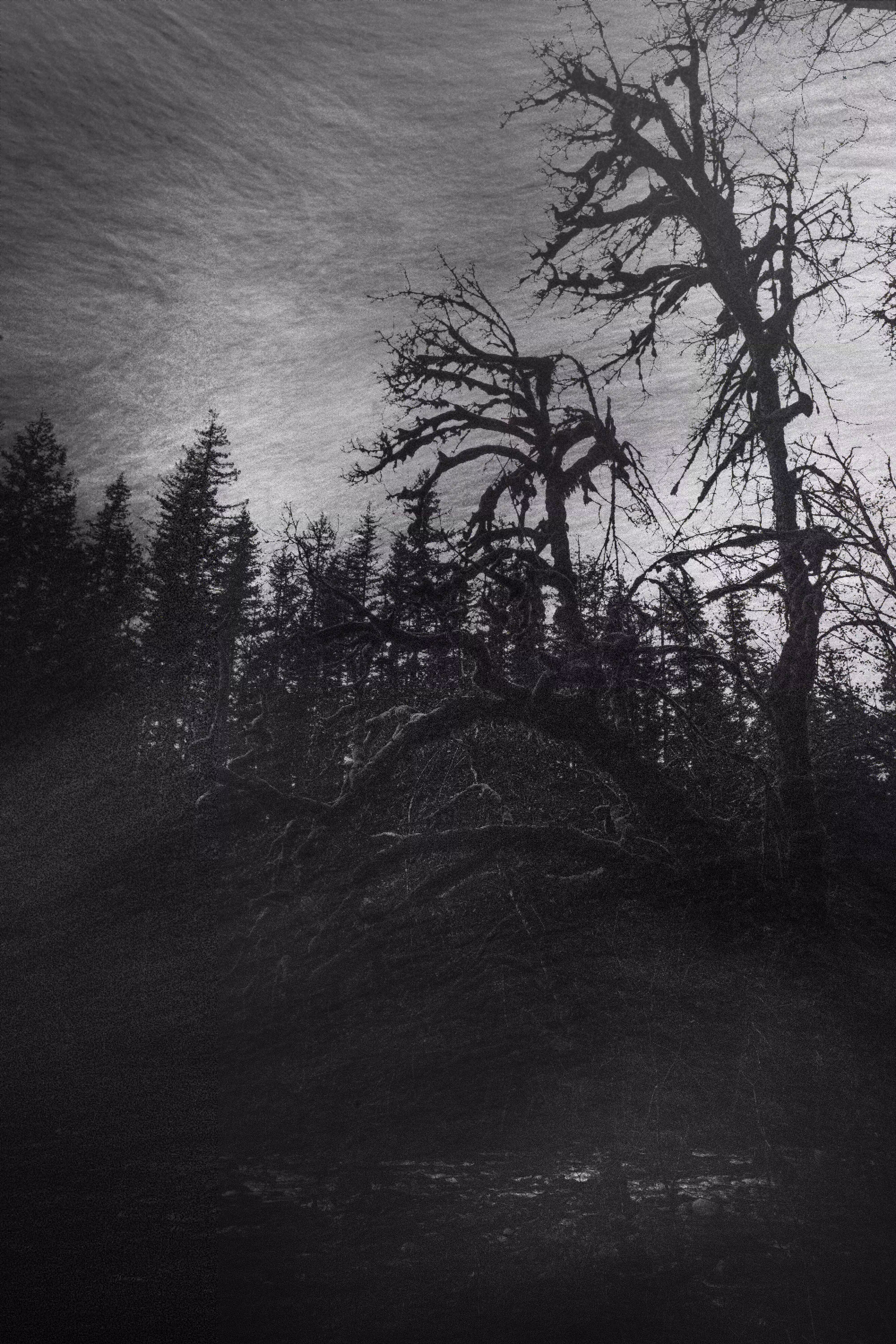 Withered, Torn & Broken