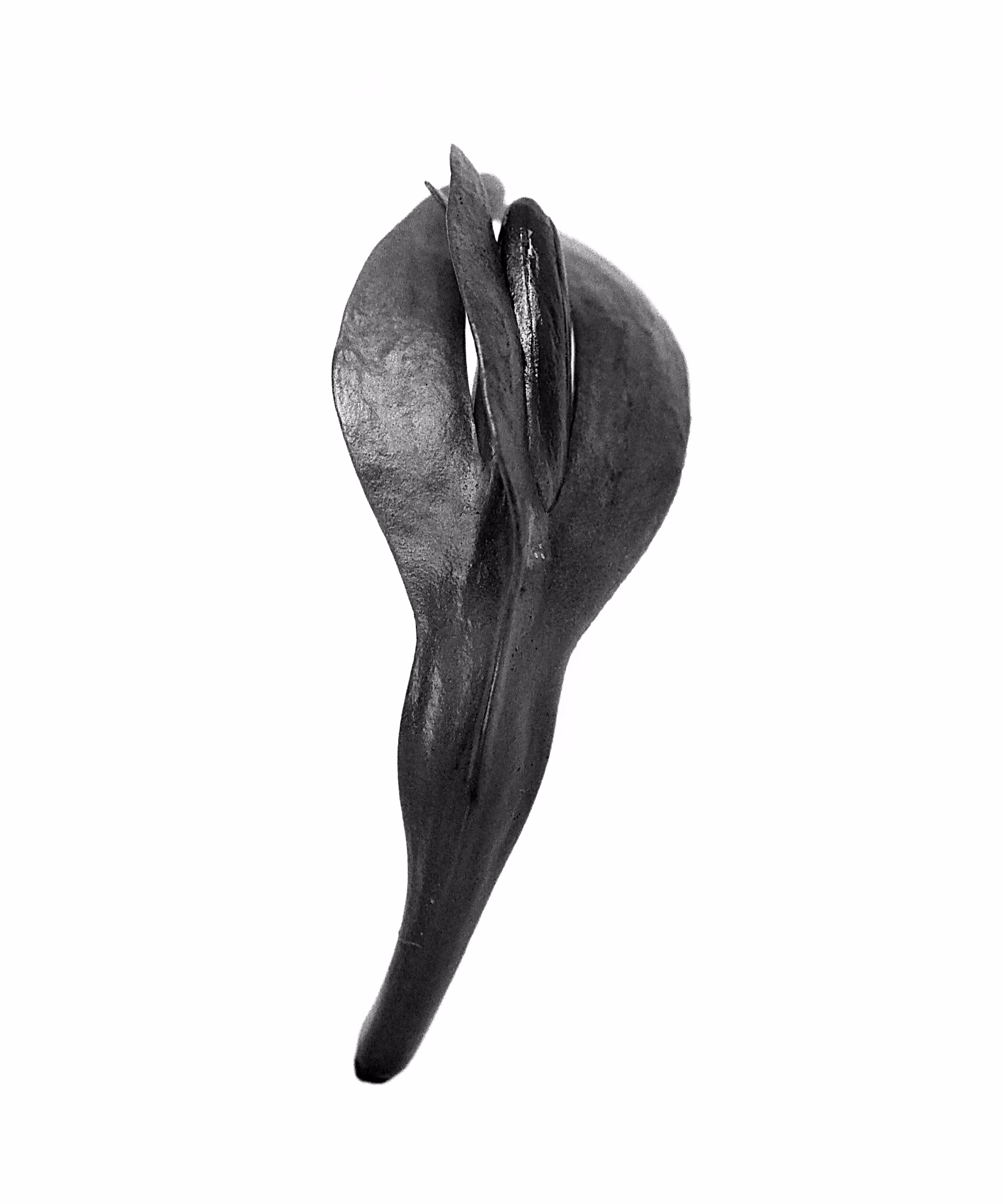 Tiaré Flower Bud (Gardenia taitensis)