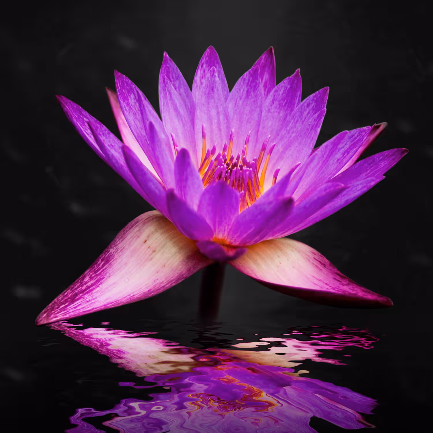Lotus in Water