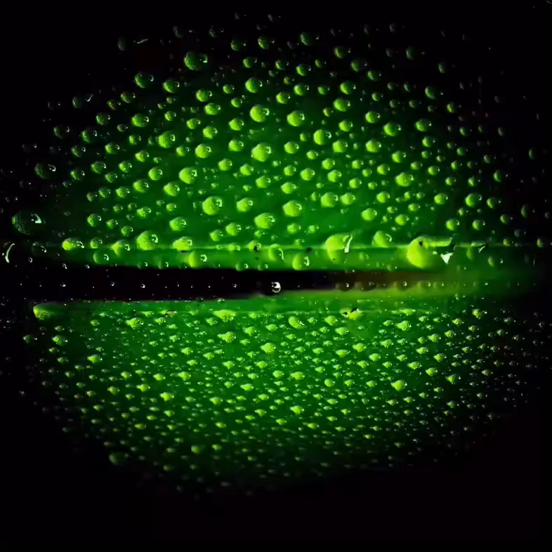 Bubbles 