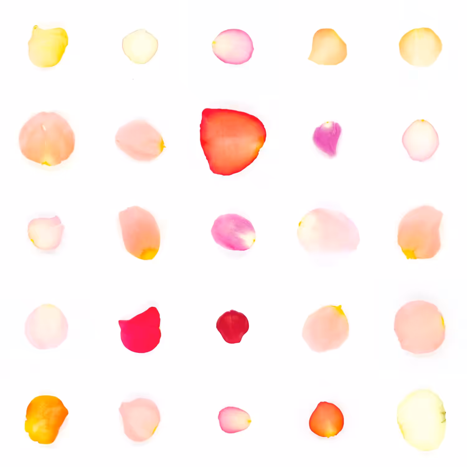 Infinite Petals 5x5#411