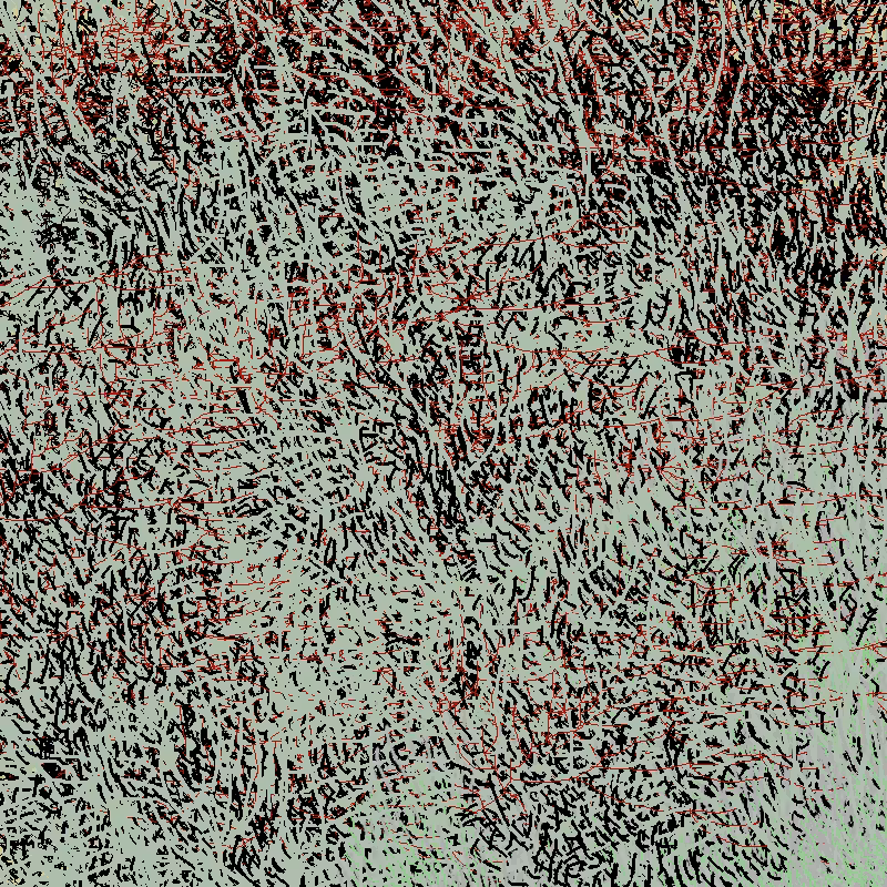a bird worked on my painting #11