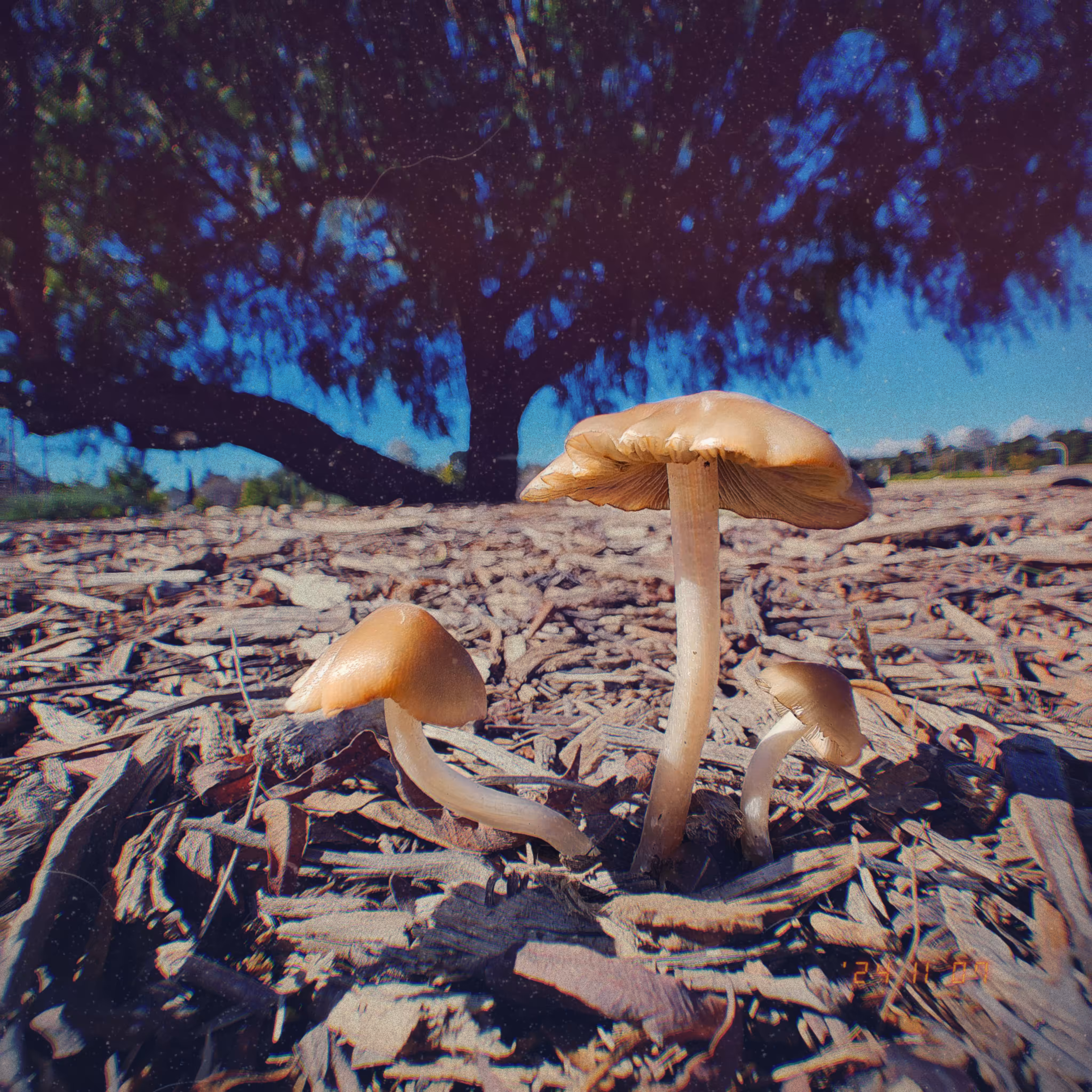 :a Visual Odyssey:: Day 312/365