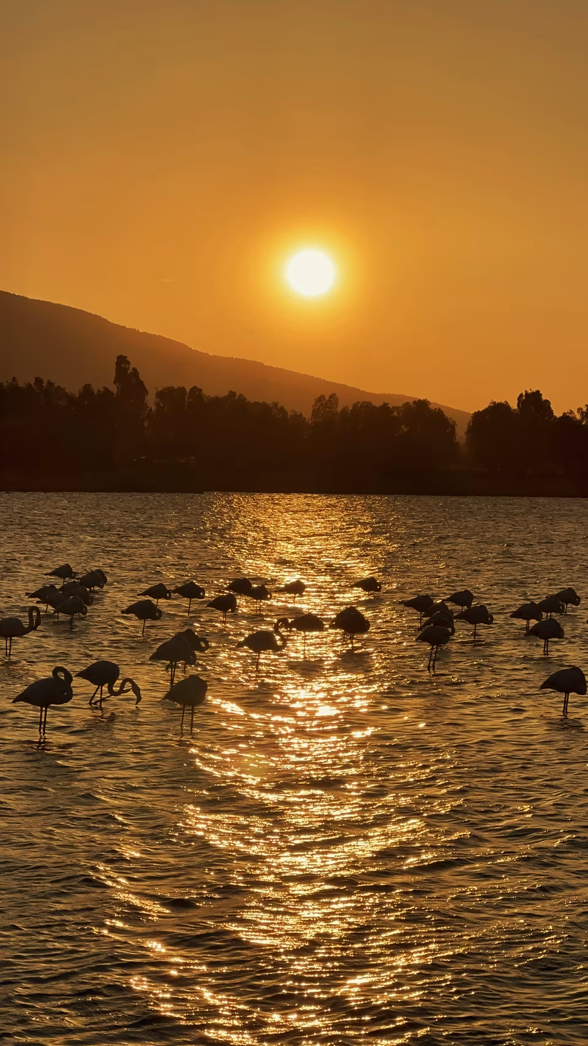 Sunset and flamingos 🌞🦩