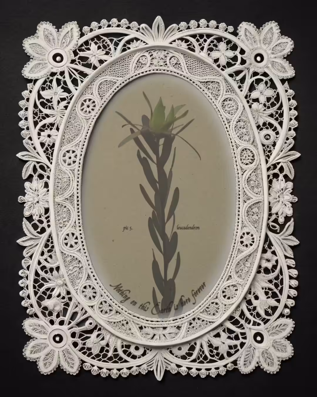Flower study: leucadendron
