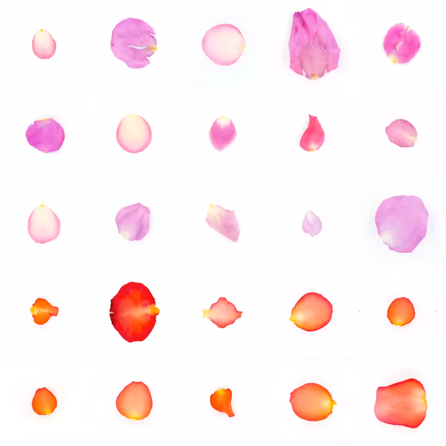 Infinite Petals 5x5#21270