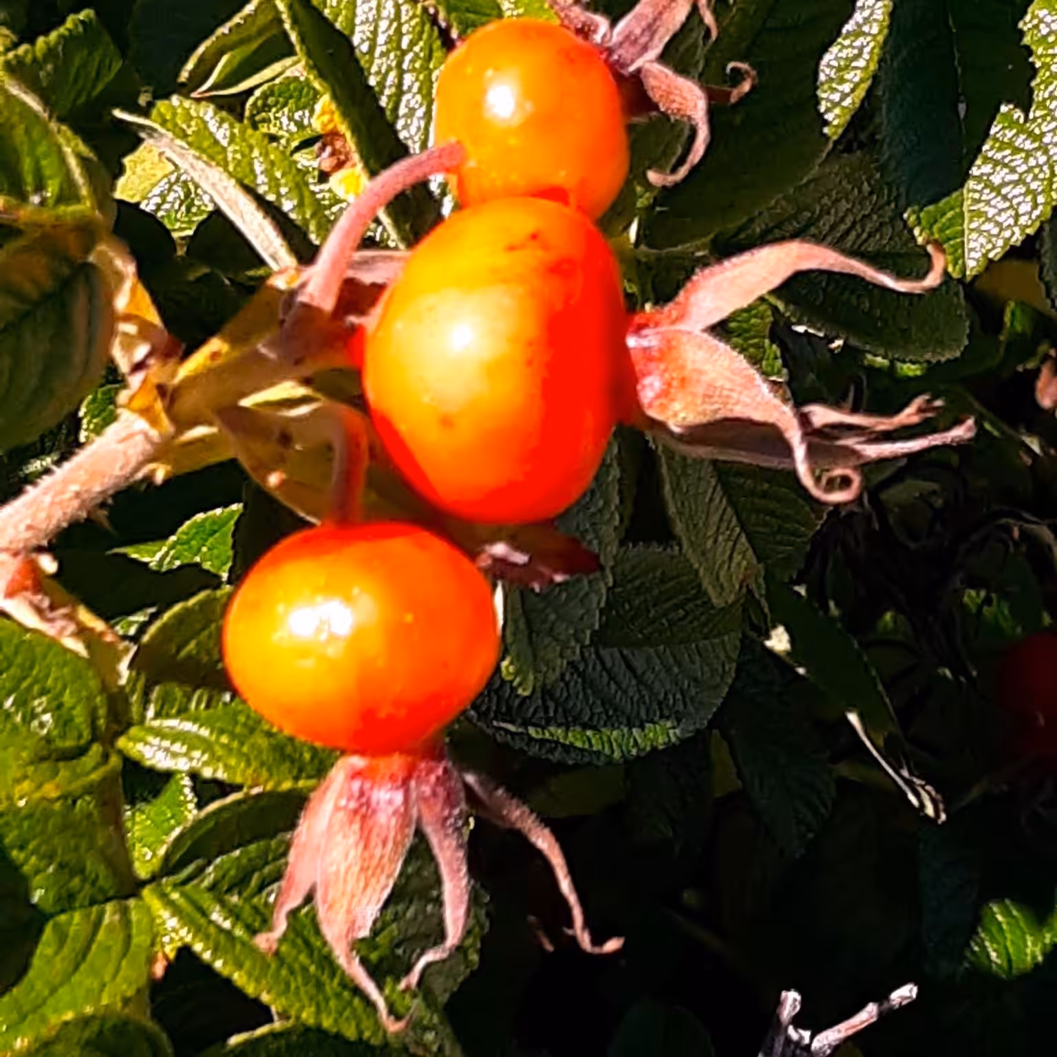 Rose Hips