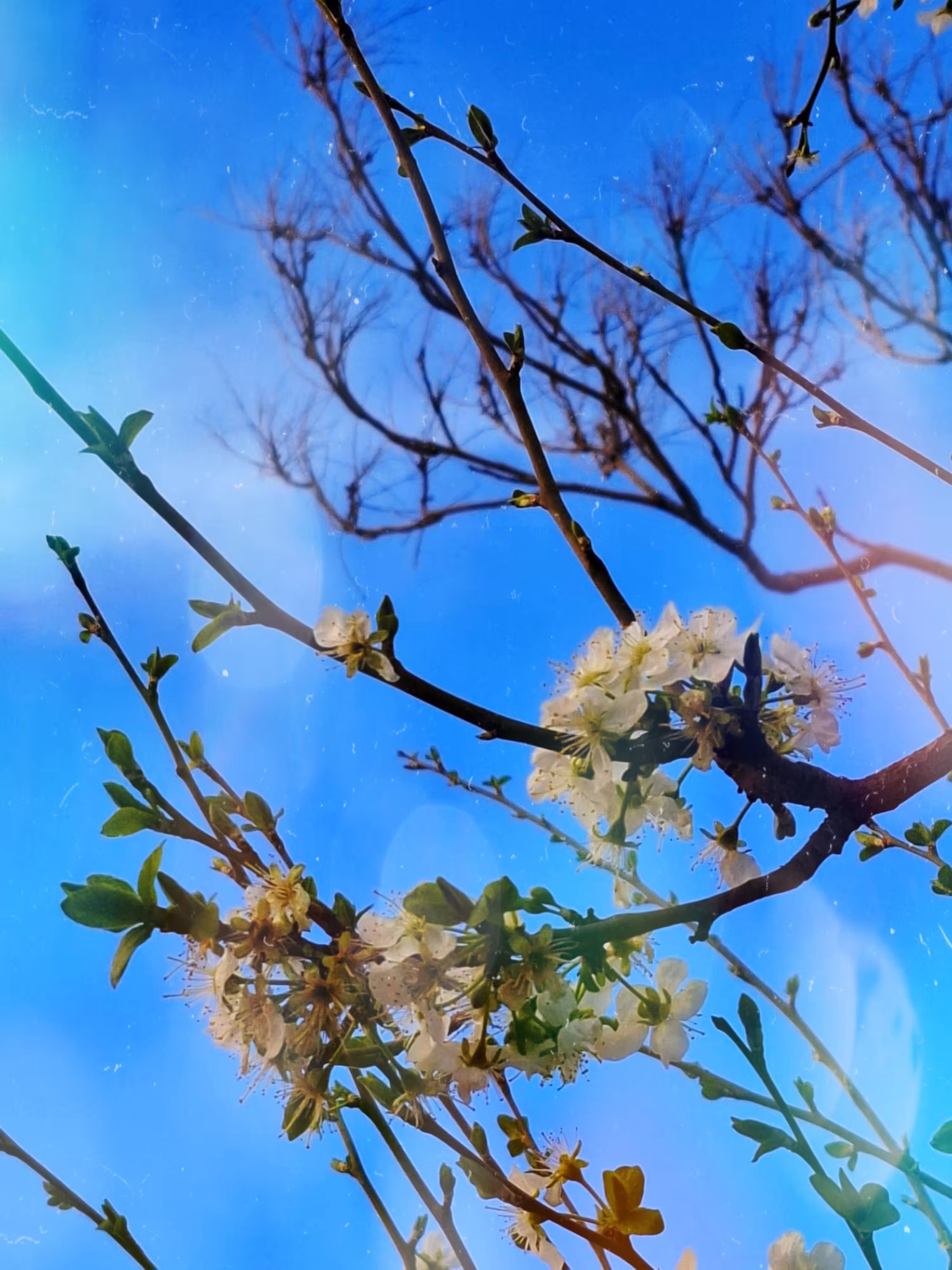 Whispers in Stillness: Everglow