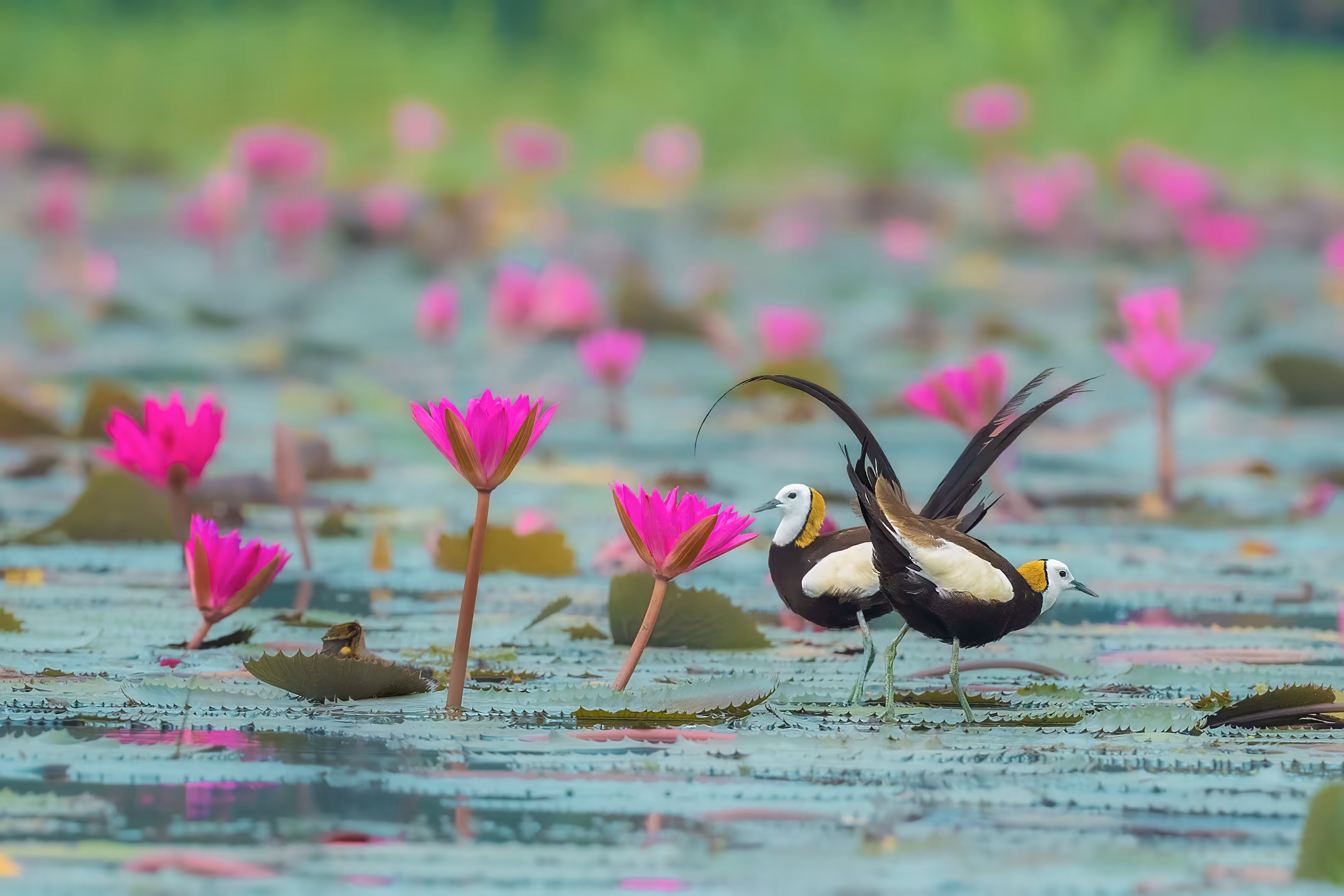 Framed Jacana