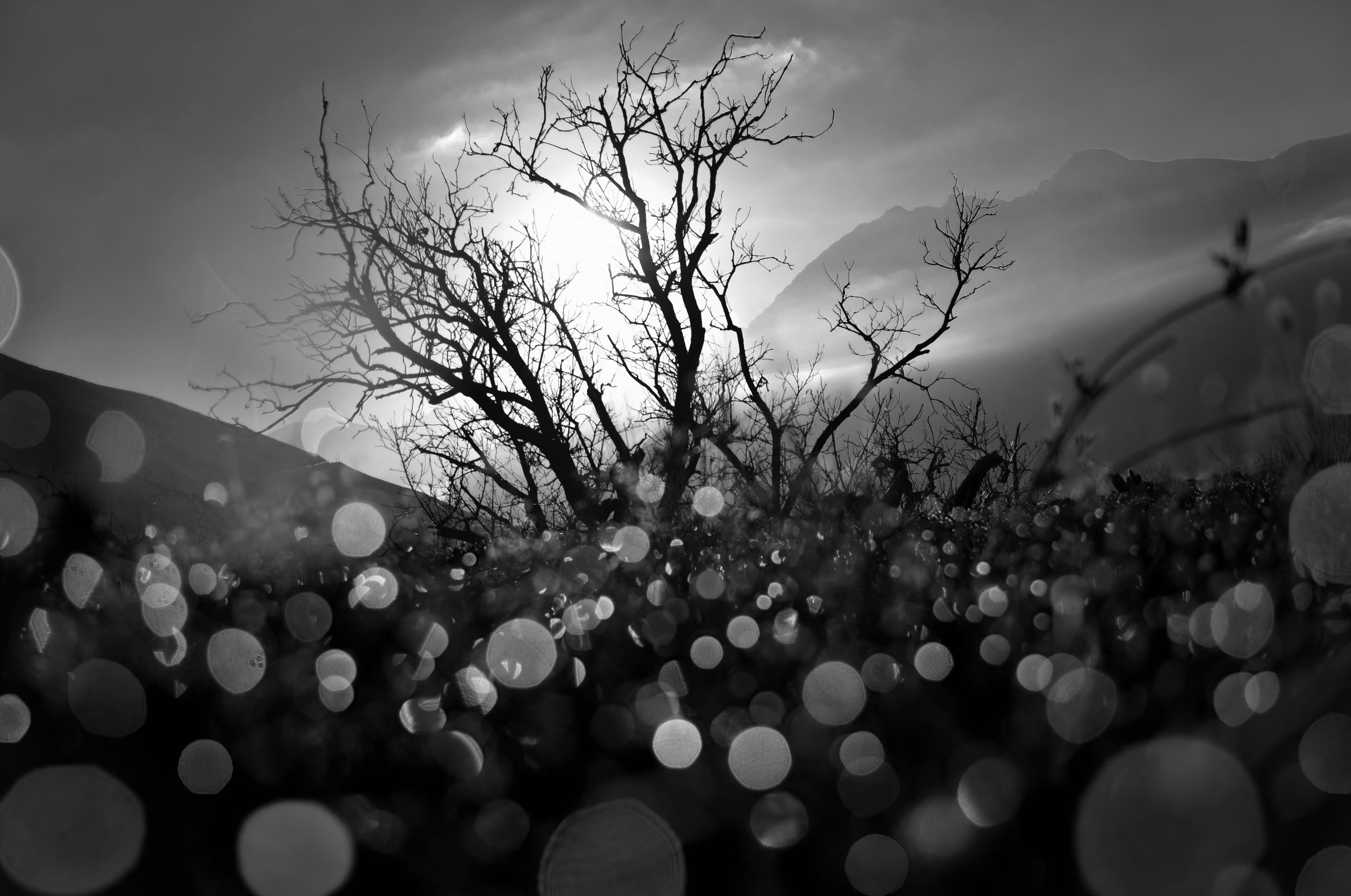 Old Morning Shine