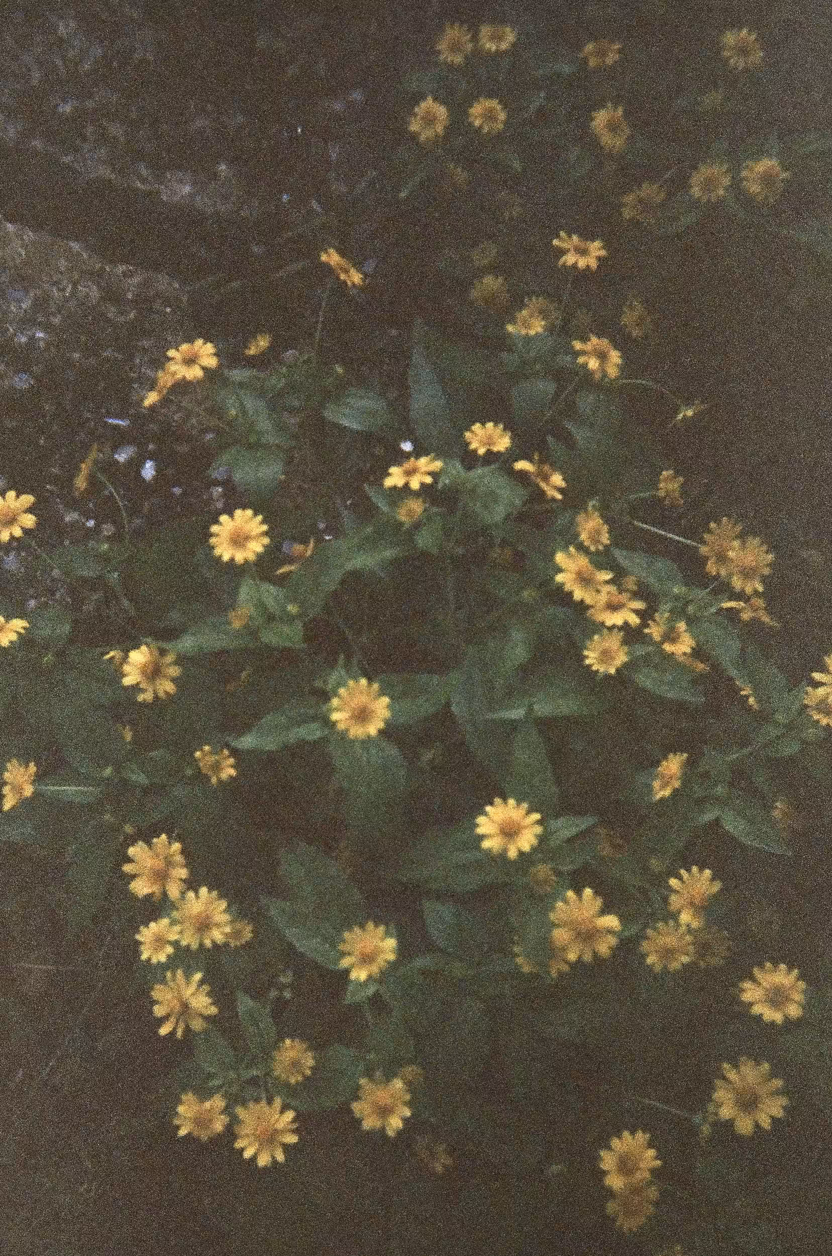 no pain no gain, no rain no flowers